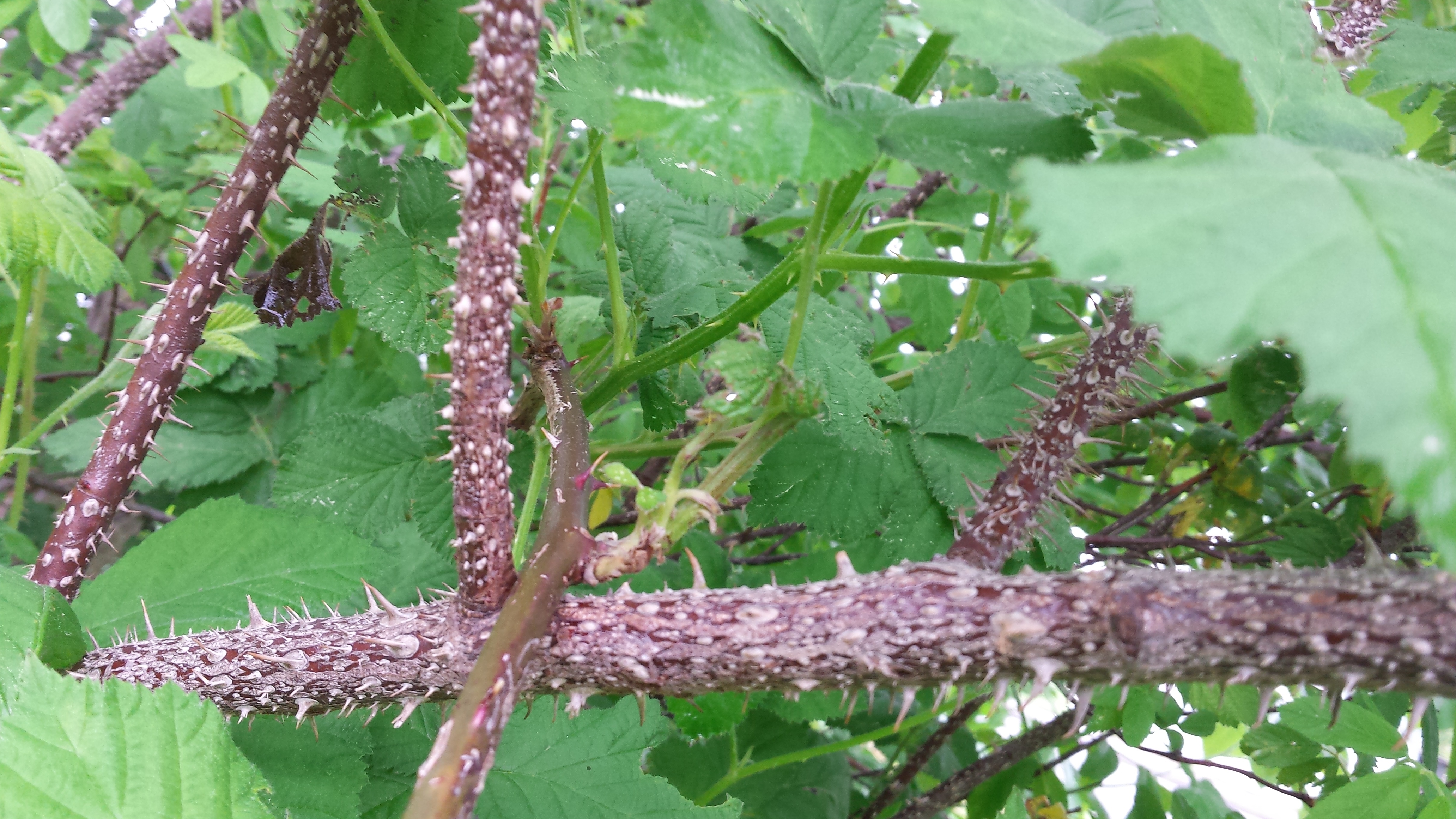 Crazy thorns tree/bush..grown between cherry tree, blackberry bushes ...