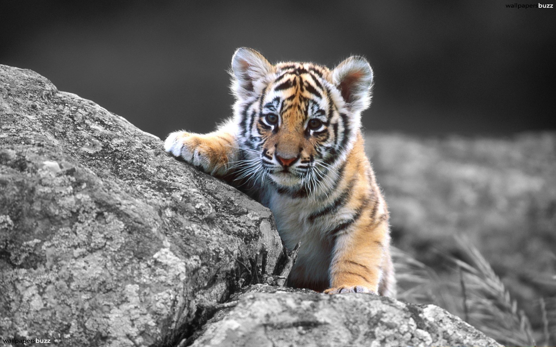 A little tiger HD Wallpaper