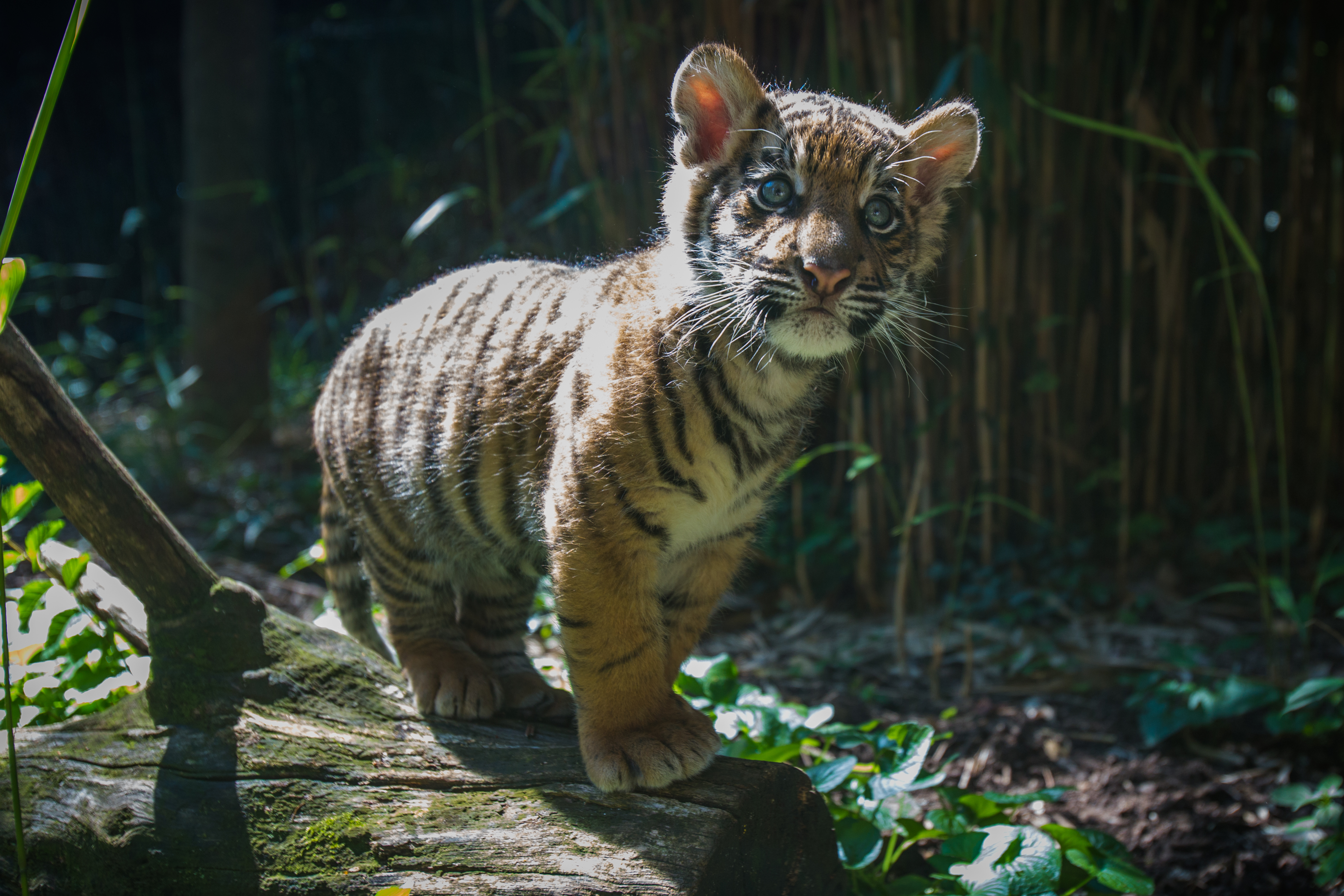 Zoo's Tiger Cub Transferred to San Diego Zoo Safari Park ...