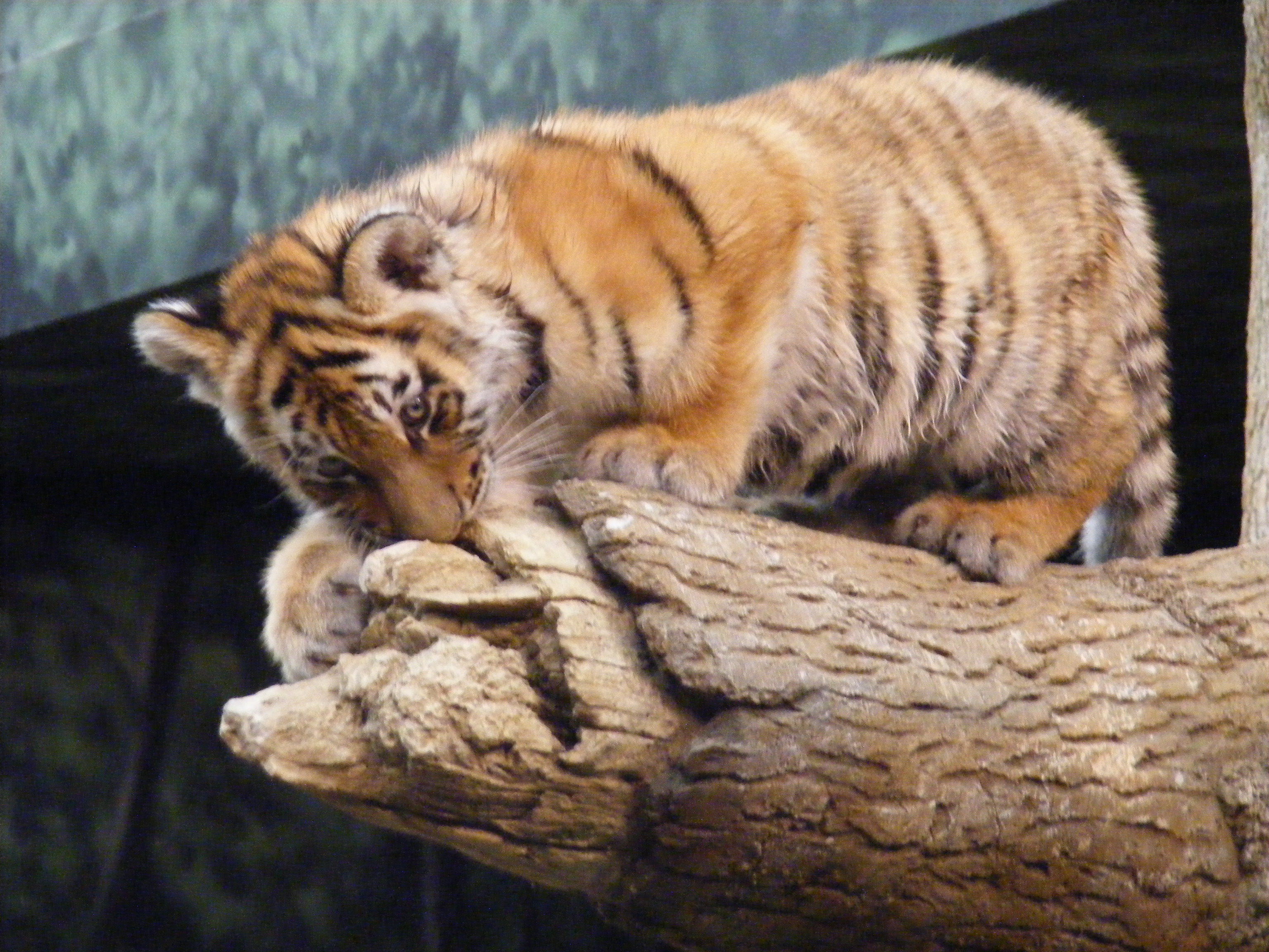 Little tigers images Little Tigers Wallpapers HD wallpaper and ...