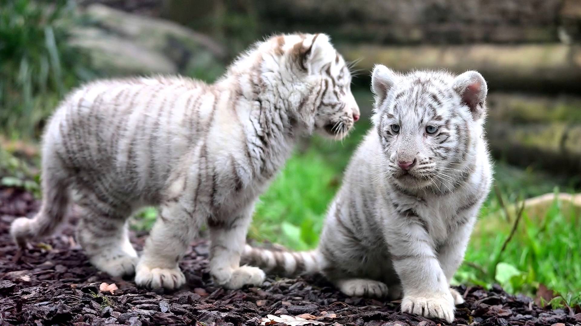 Two white tiger cubs. Bengalese little tiger cubs. Tiger cubs play ...