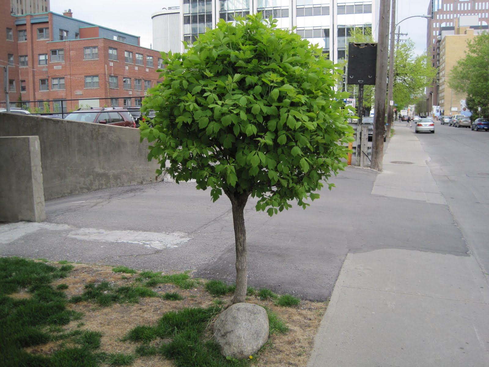 A little tree – Fiona Scannell