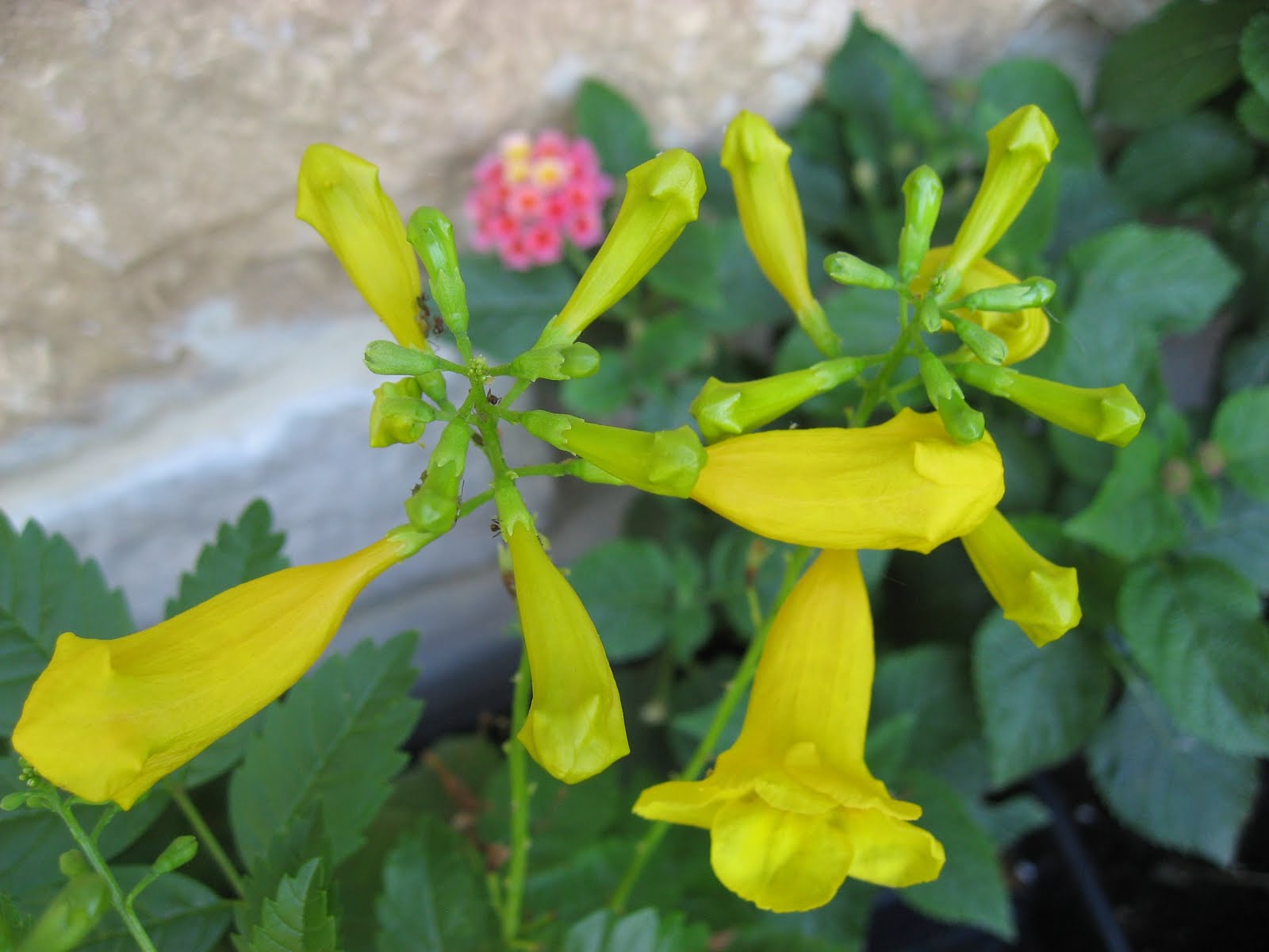 Green House, Good Life: Flora Focus: Yellow Bells