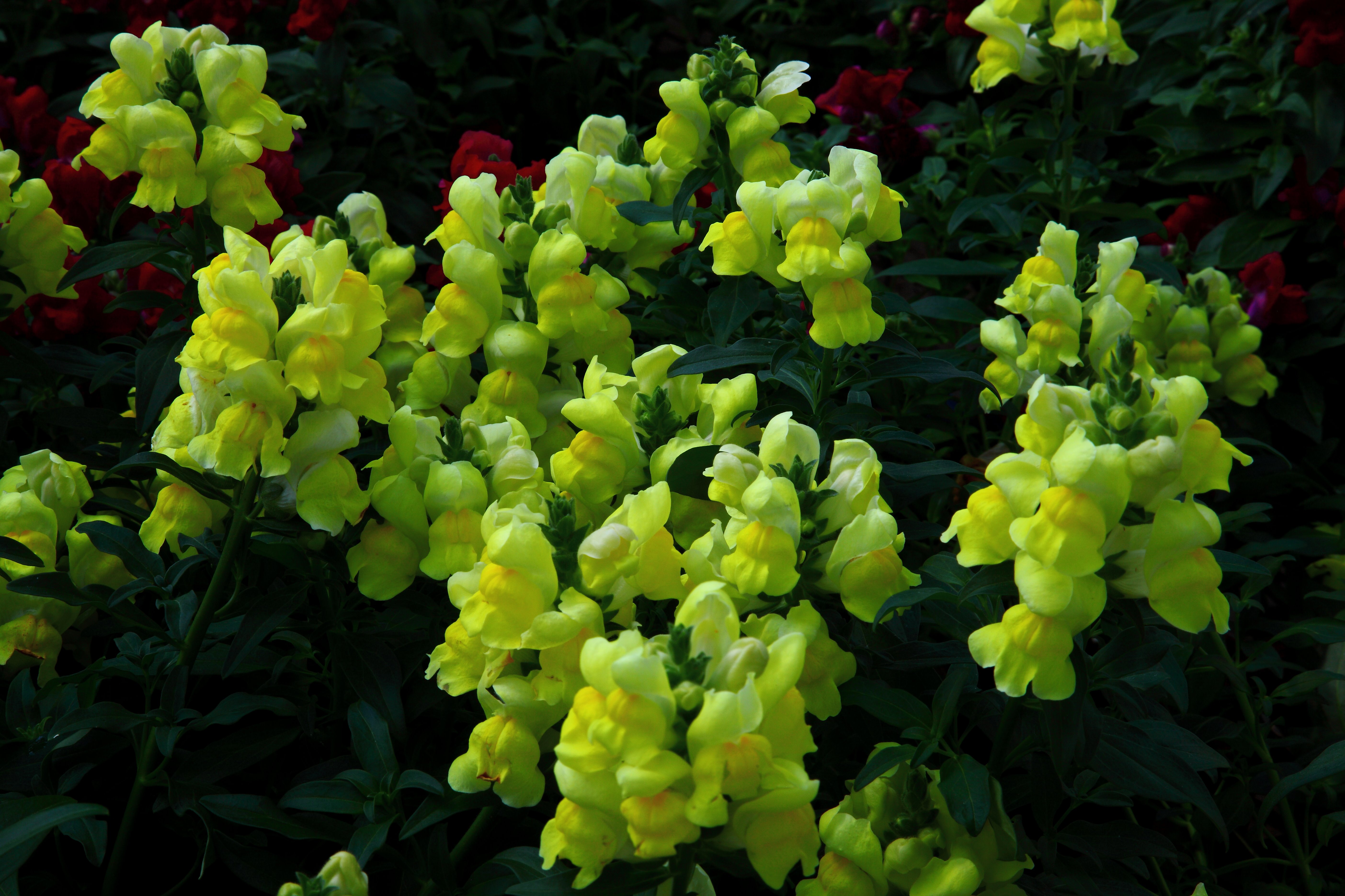 File:Little-yellow-flower-bells - Virginia - ForestWander.jpg ...