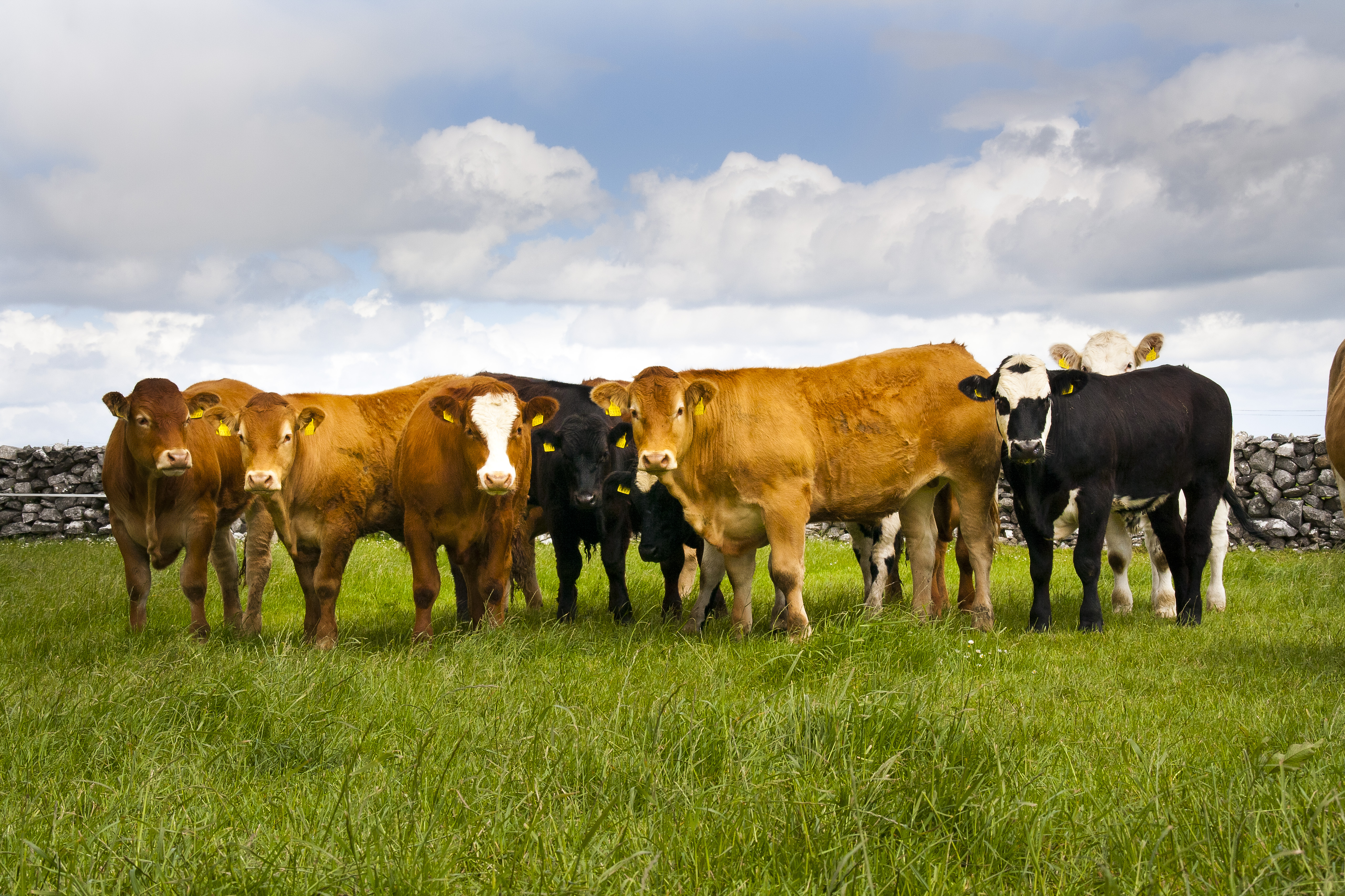 Helping Irish livestock farmers meet market demands - Agriland