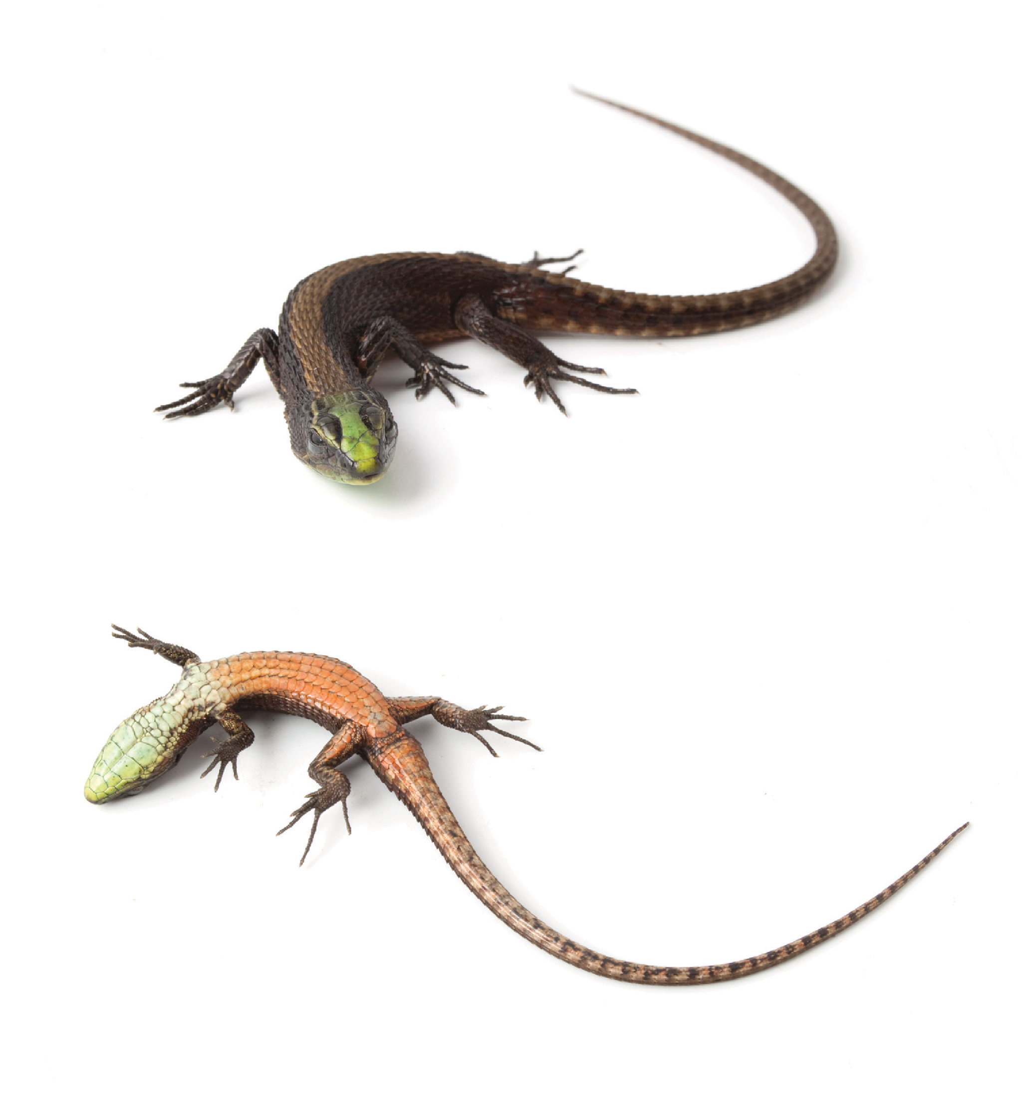 Emerald Lizard Discovered in Ecuador – National Geographic Blog