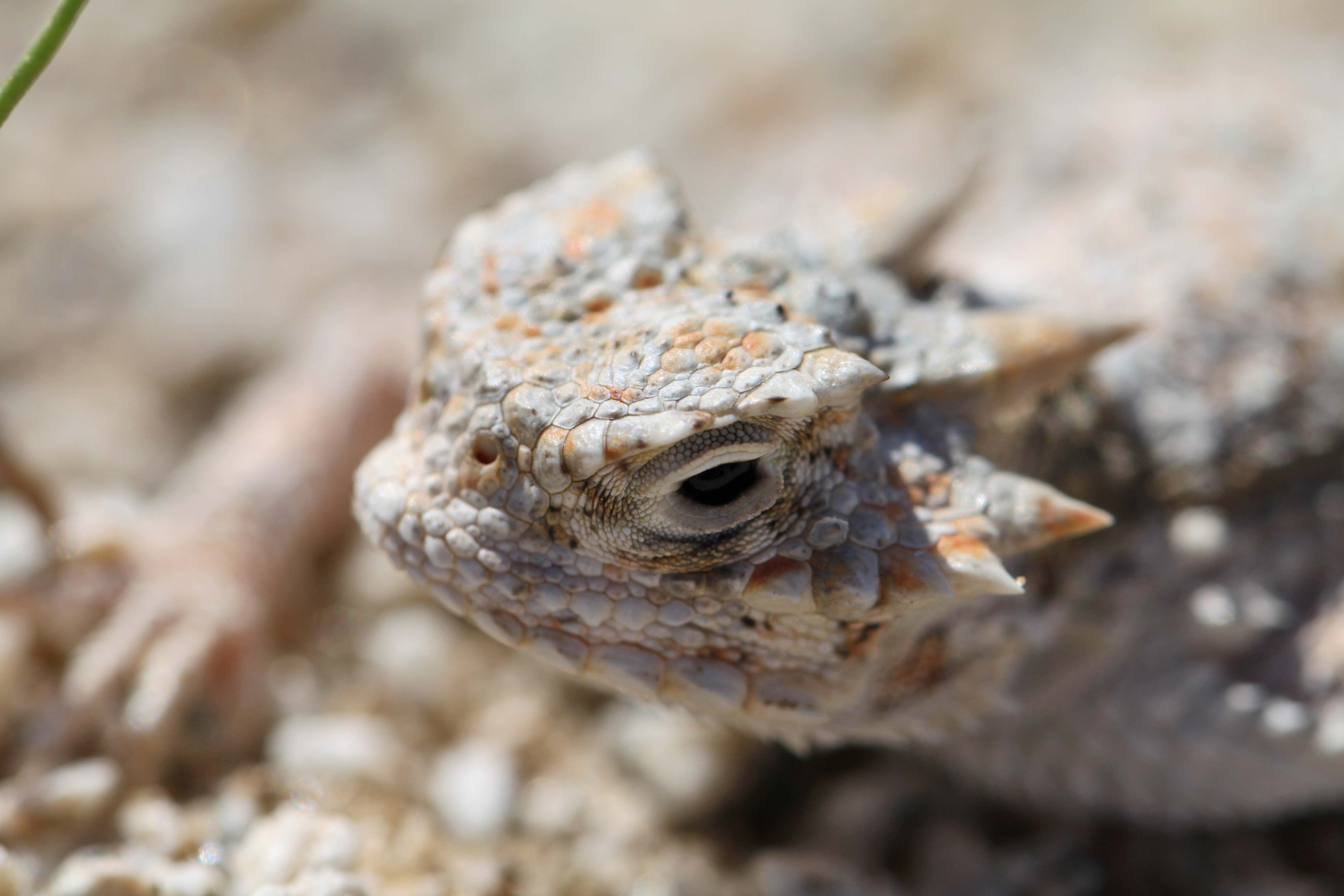 Warming may shrink ancient range of heat loving desert lizard ...