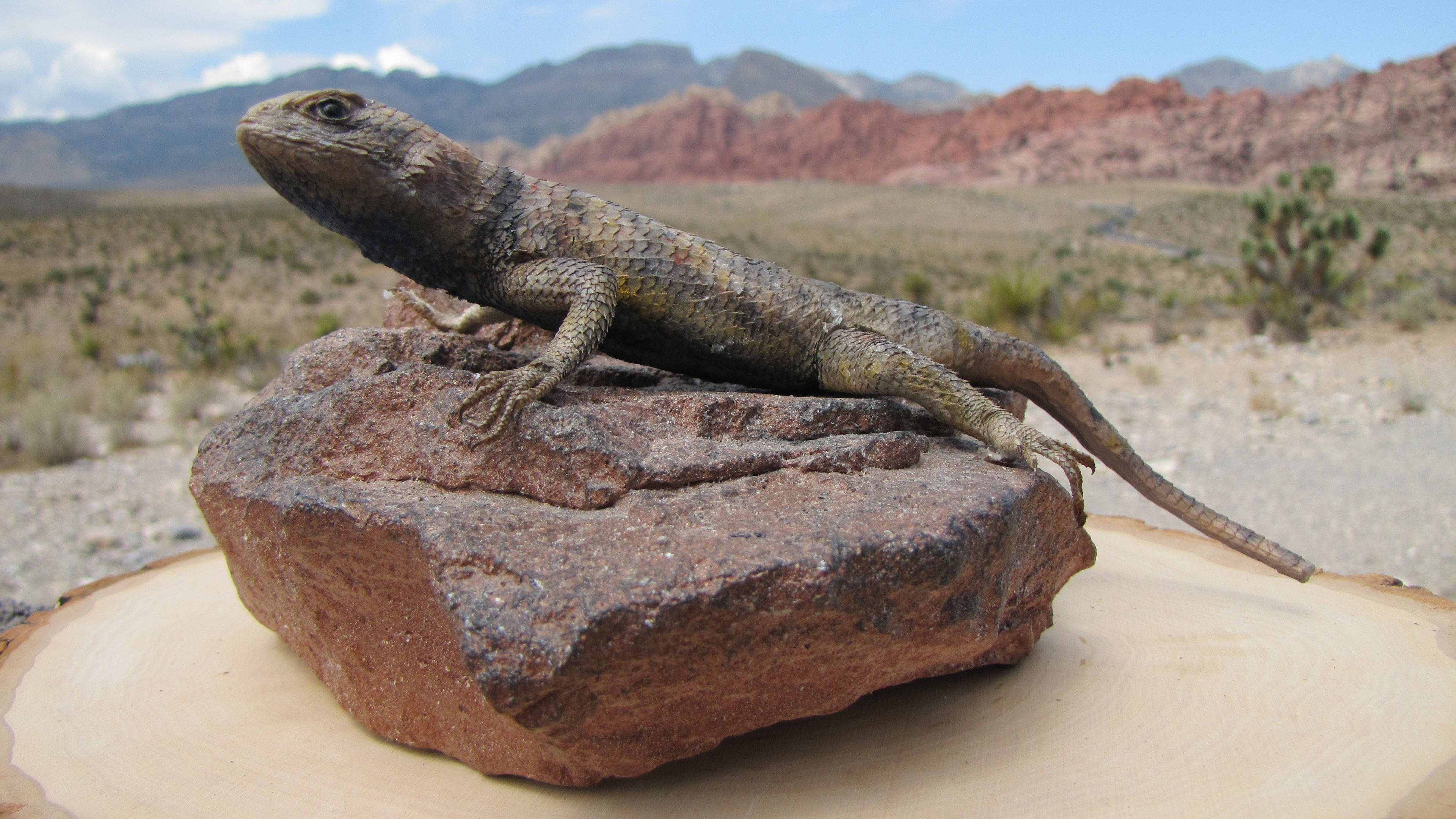 Wildlife Wednesday: Yellow-backed Spiny Lizard | Red Rock Canyon Las ...