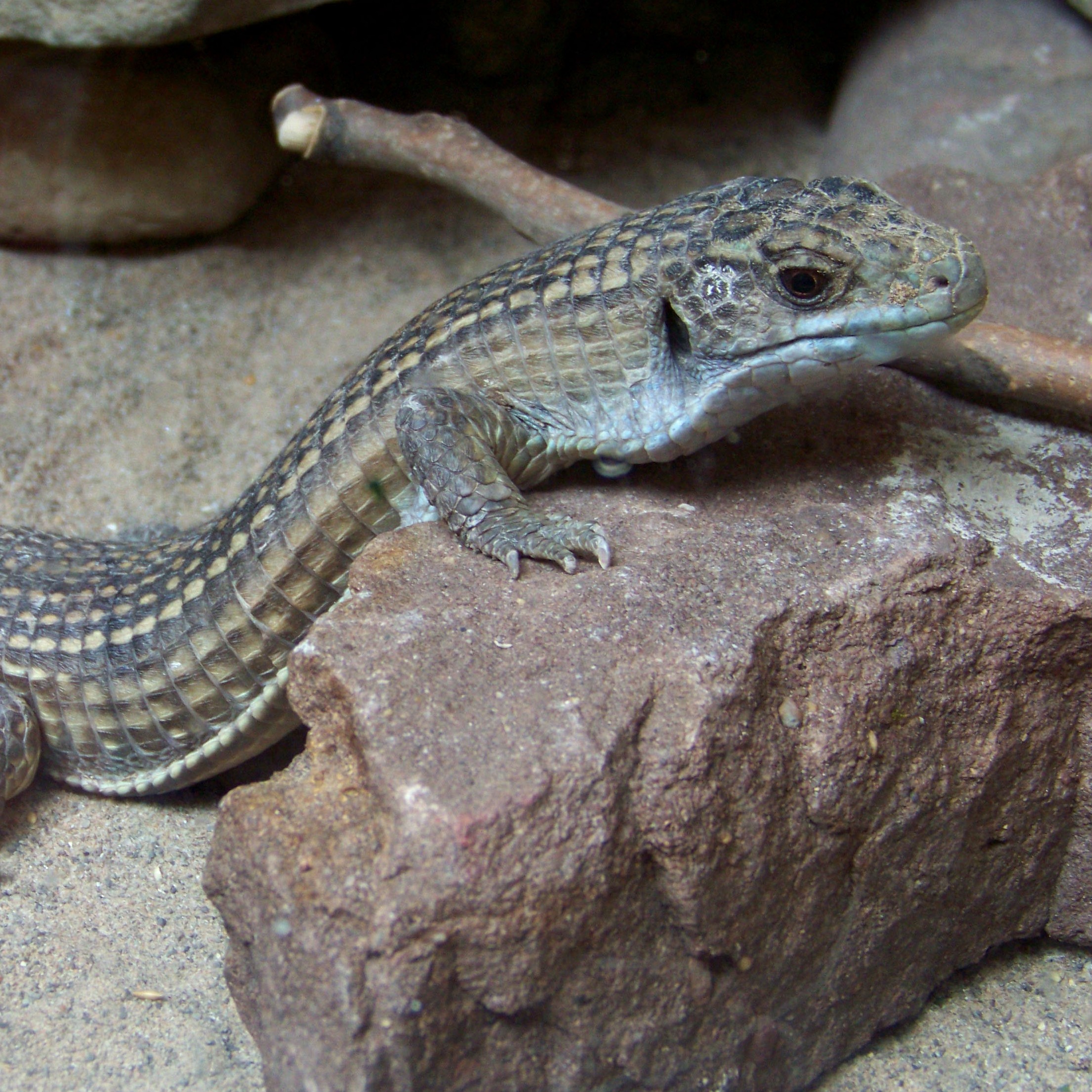 Great Plated Lizard - Seneca Park Zoo