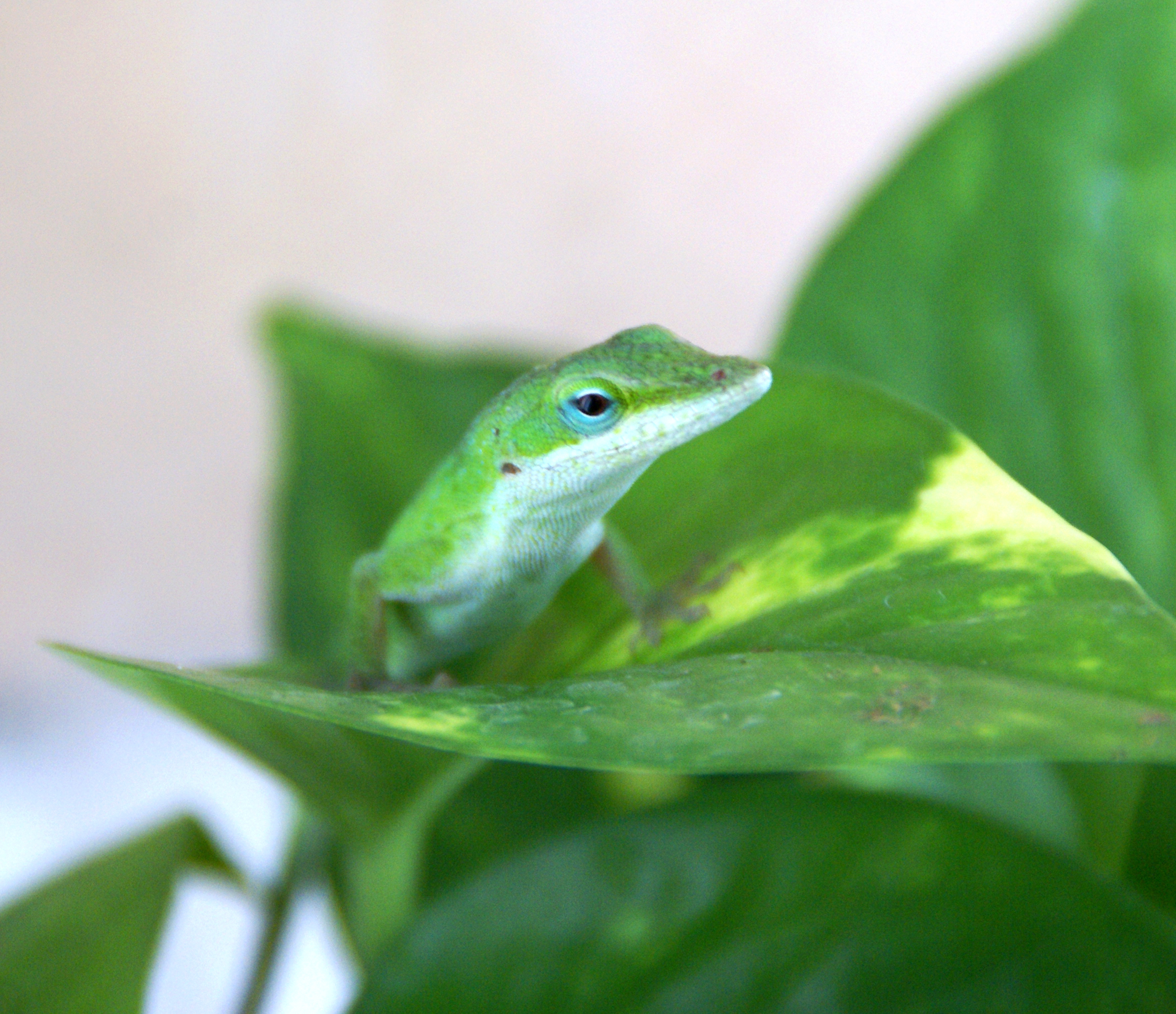 A tale of two studies: ASU researchers uncover mechanisms of lizard ...