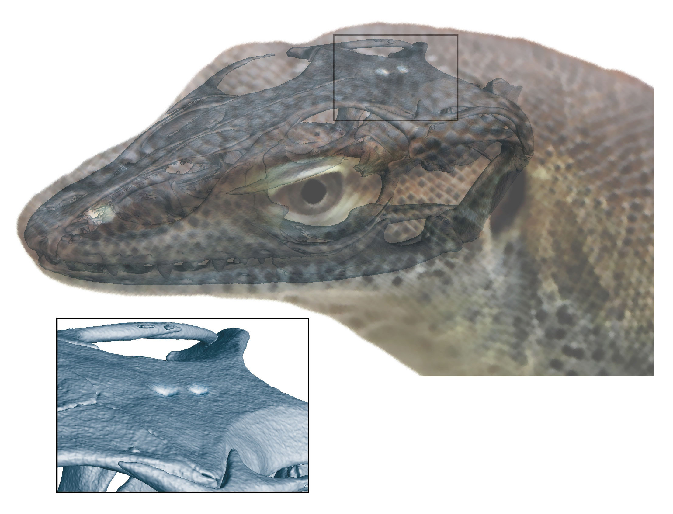 Extinct monitor lizard had four eyes, fossil evidence shows