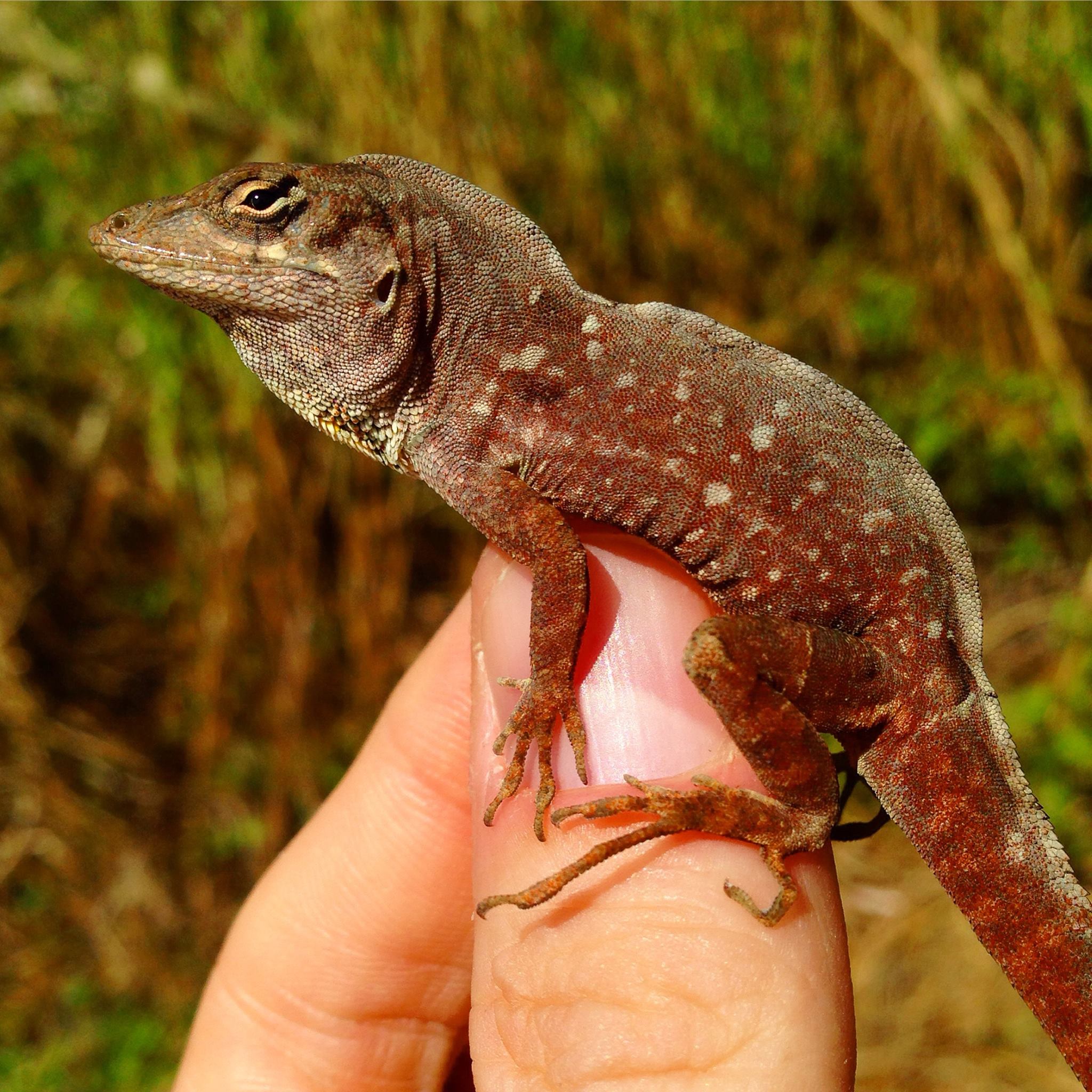 Invasive lizard takes up residence in Bermuda