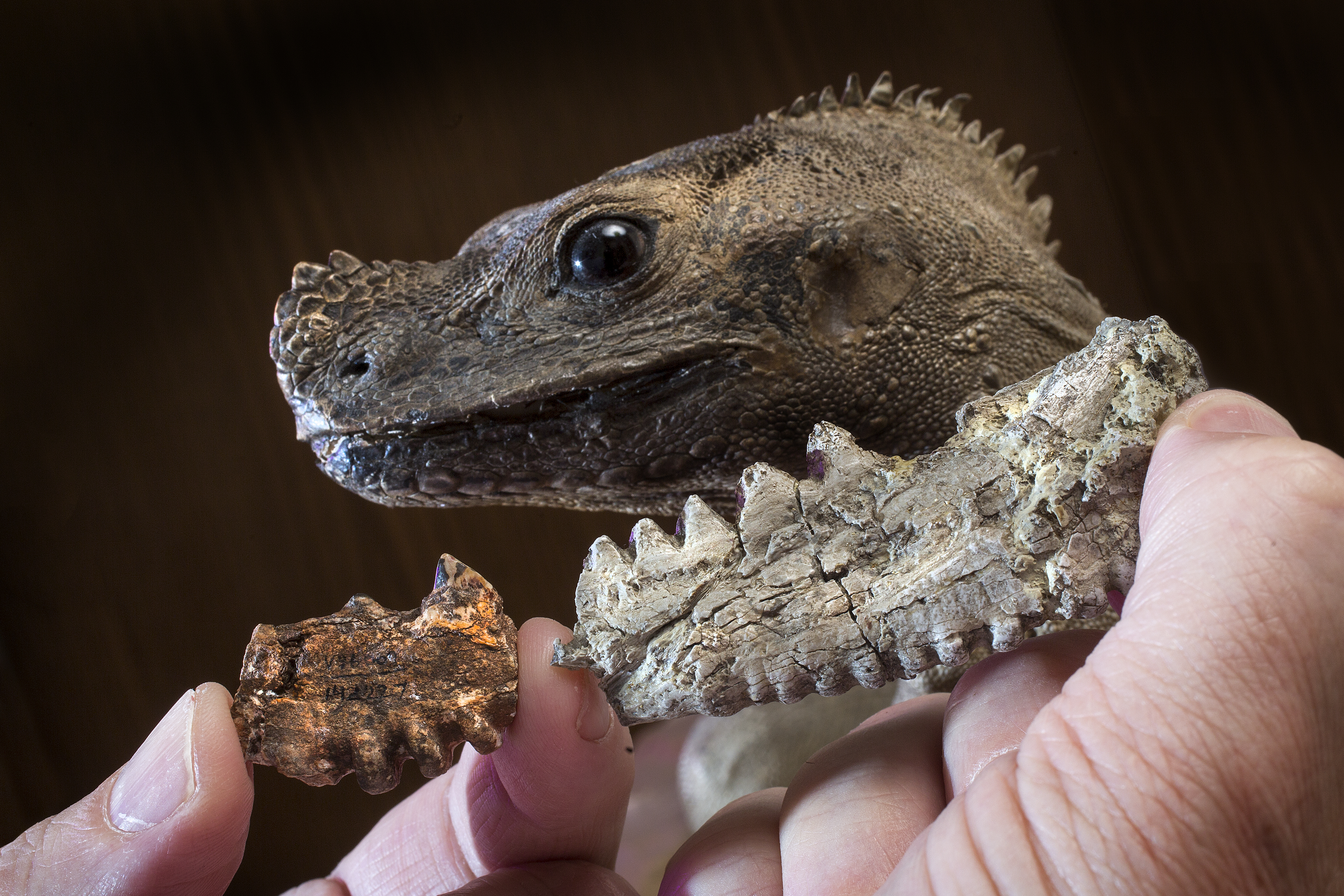 Lizard King' fossil shows giant reptiles coexisted with mammals ...