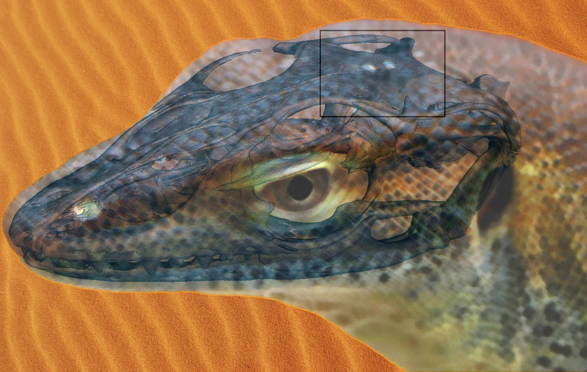 Eocene Monitor Lizard Had Four Eyes: Study | Paleontology | Sci-News.com