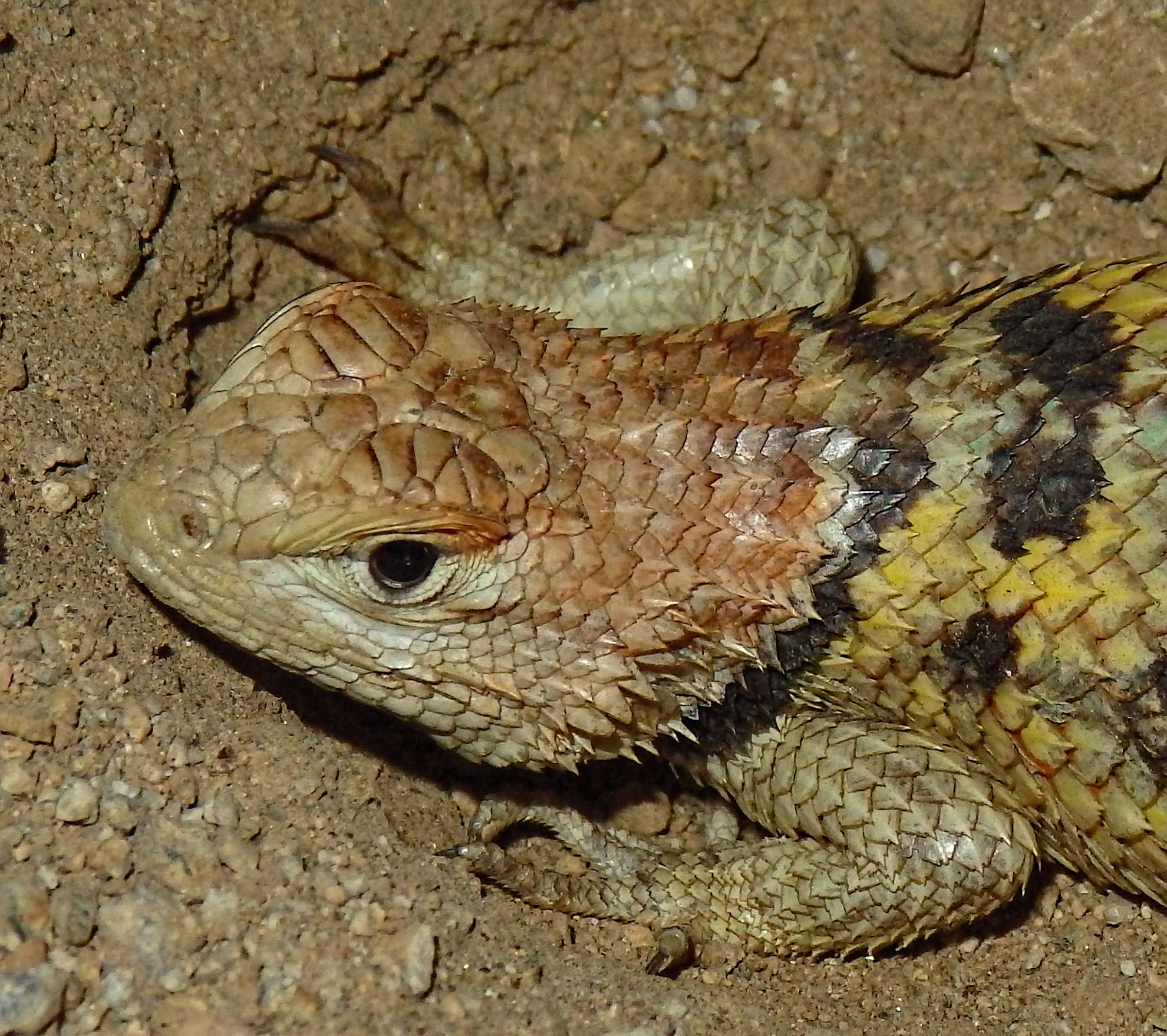 Listings of lizards found in the desert southwest with info and photos