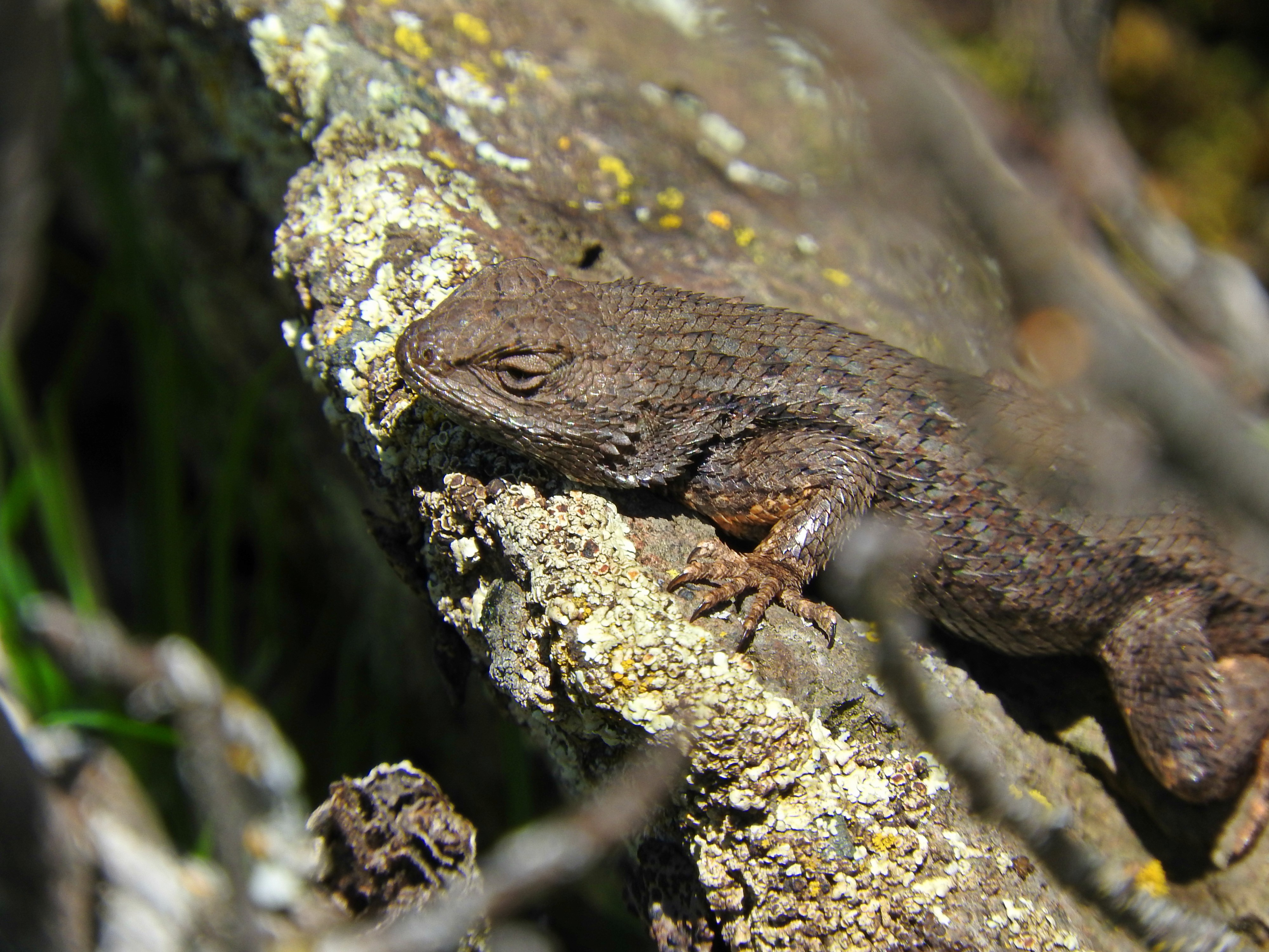 Western fence lizard – Wondering Around Oregon