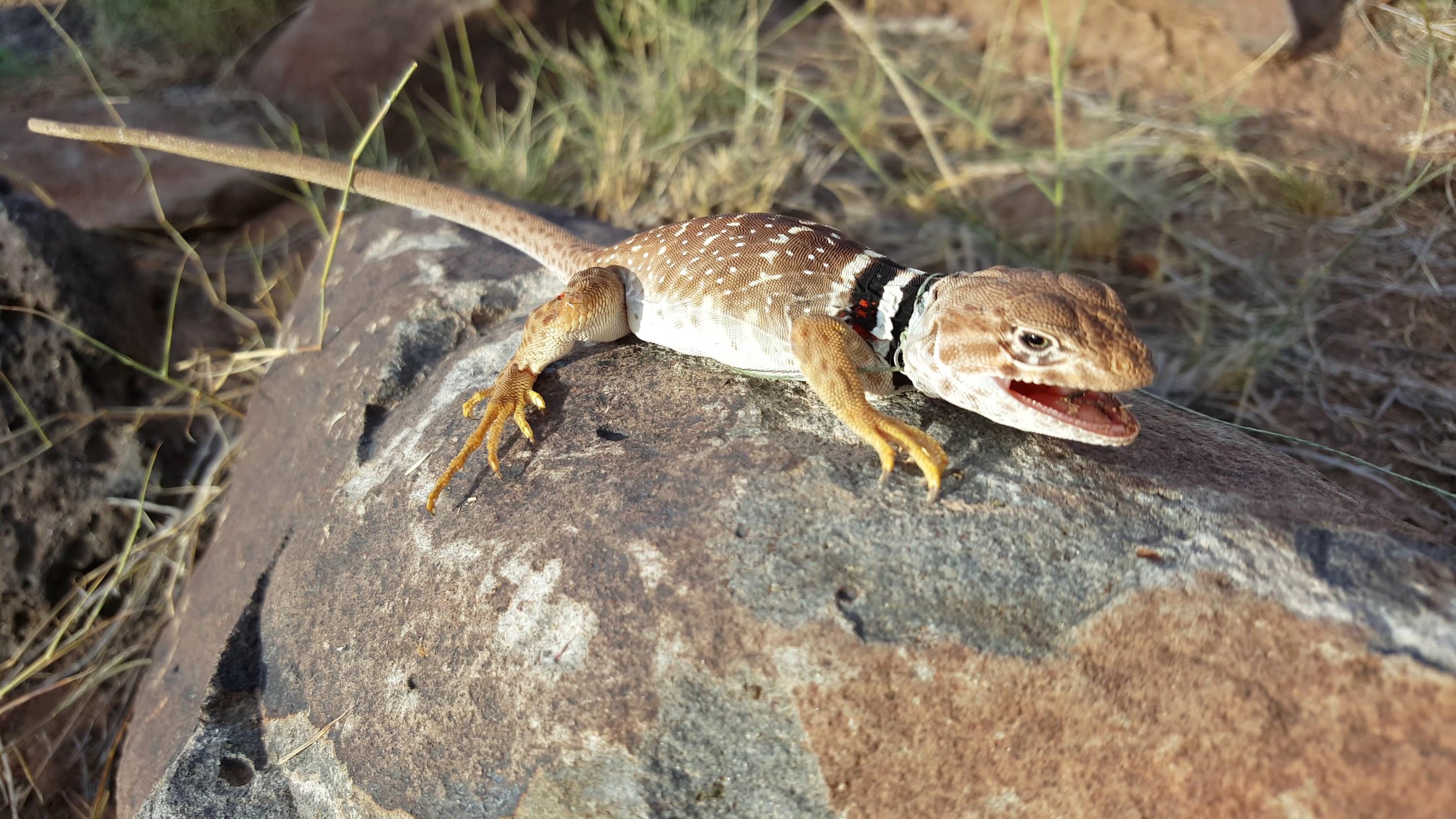 4K Catching Lizards With The Kids, Finally Found A Collared Lizard ...