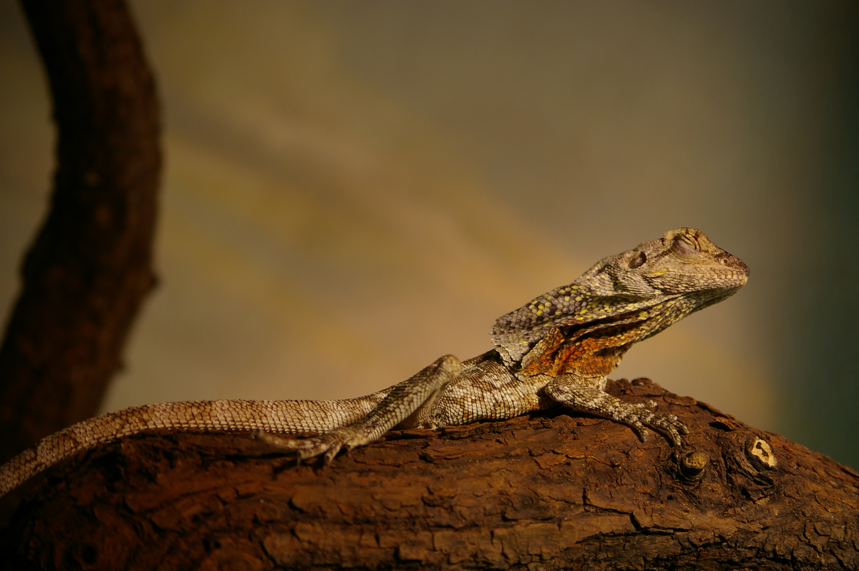 Lizard, Aquarium, Camouflage, Chameleon, Colorful, HQ Photo
