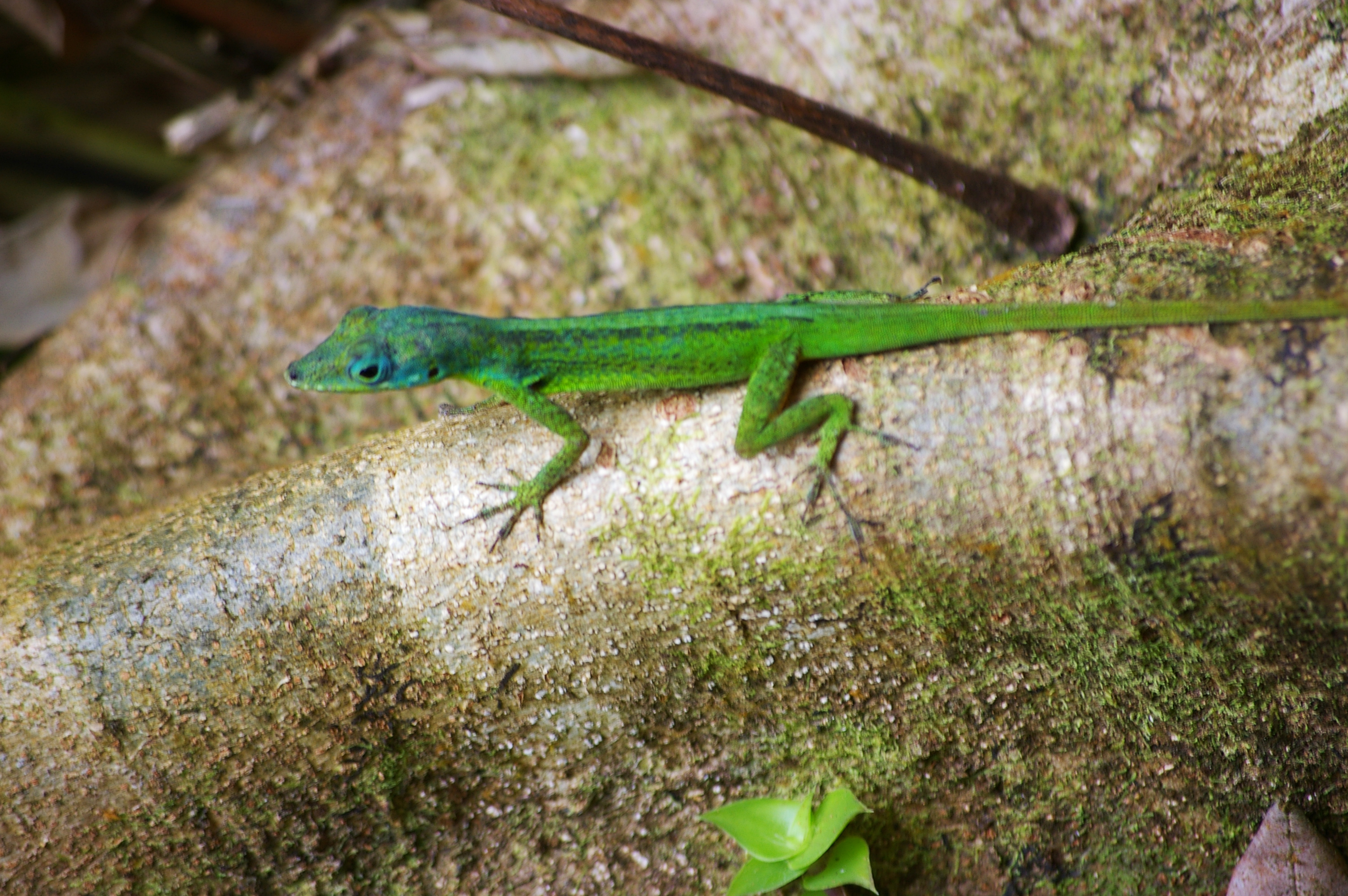Lizard, Animal, Forest, Green, Reptile, HQ Photo