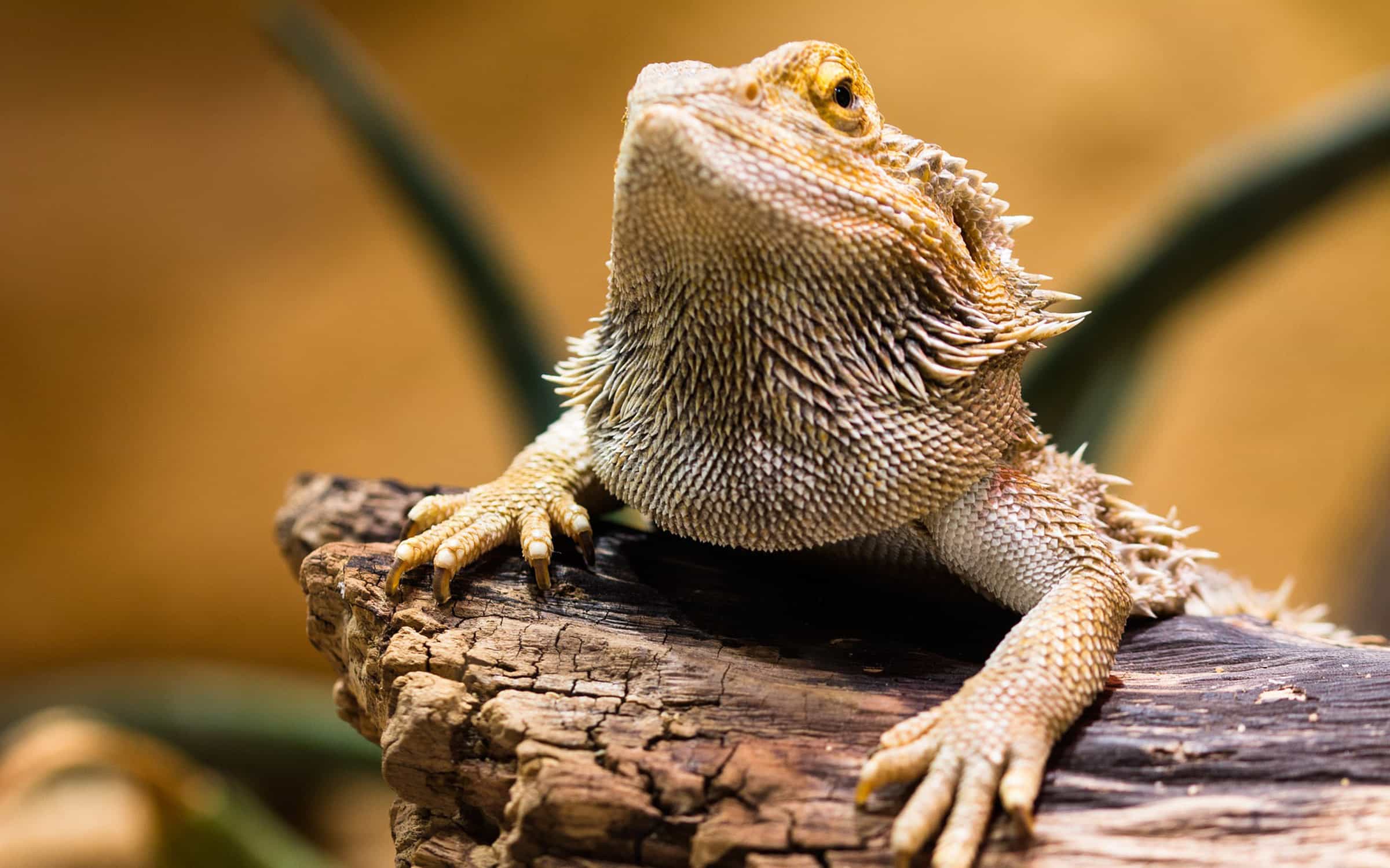 Do Arizona Police Have A Drug-Sniffing Lizard? · High Times