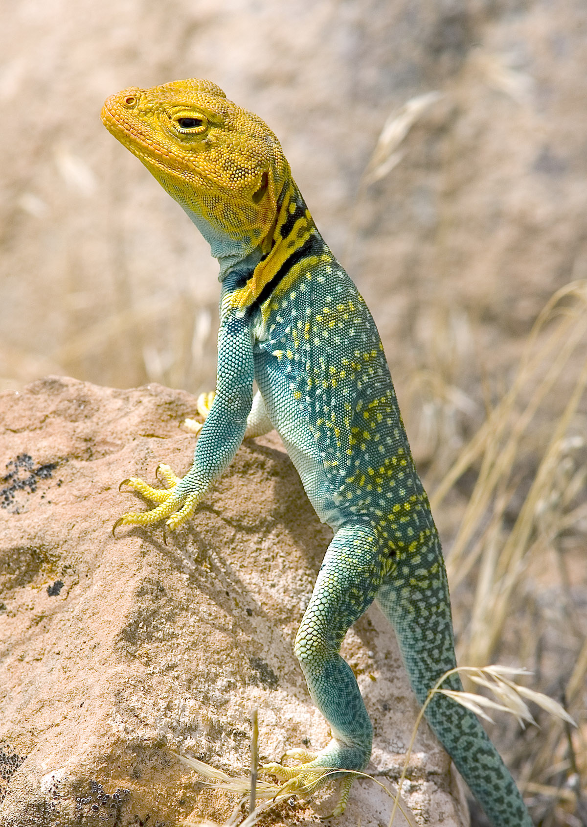 Wild lizard photo