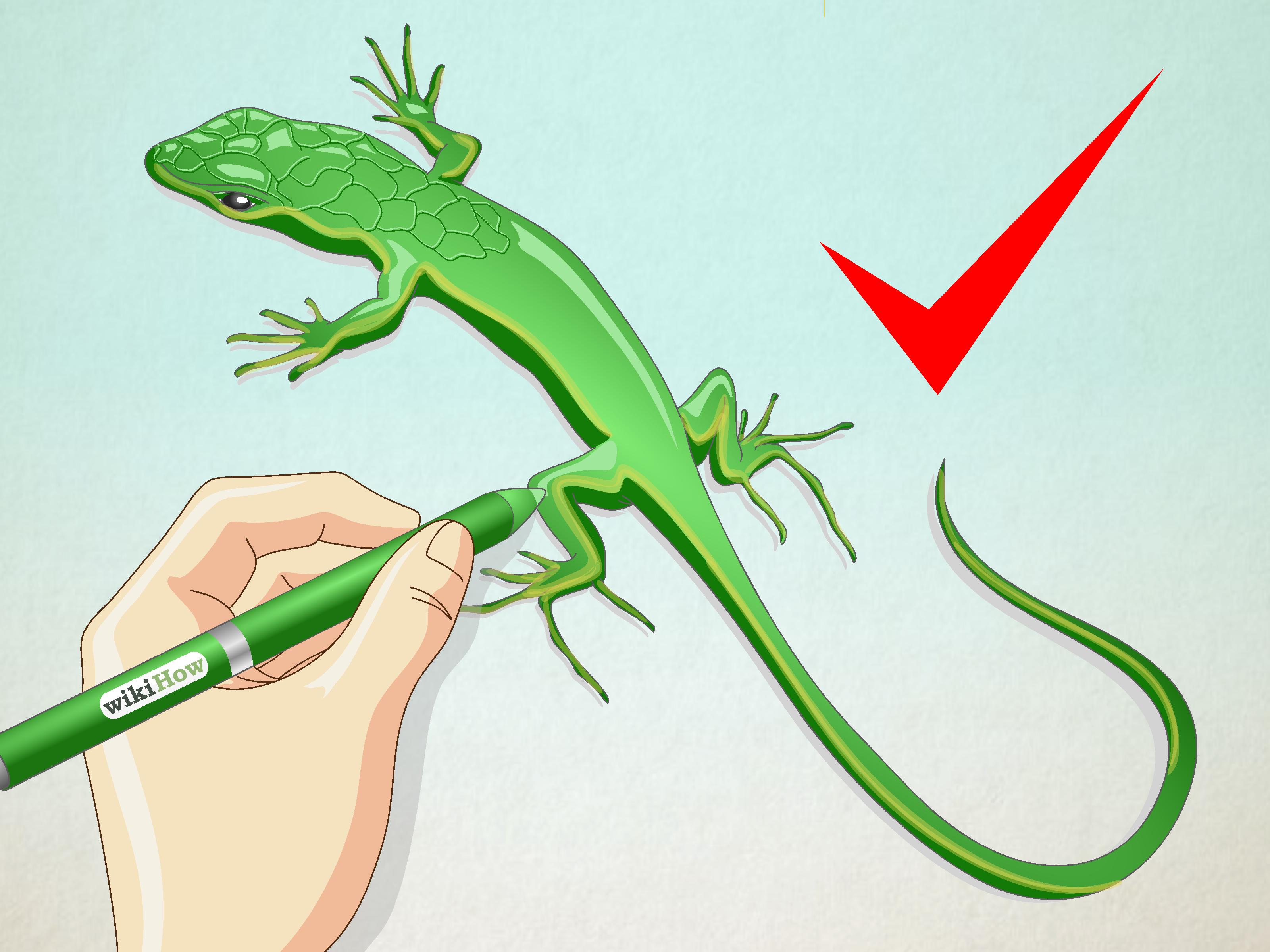 How to Draw a Lizard (with Pictures) - wikiHow