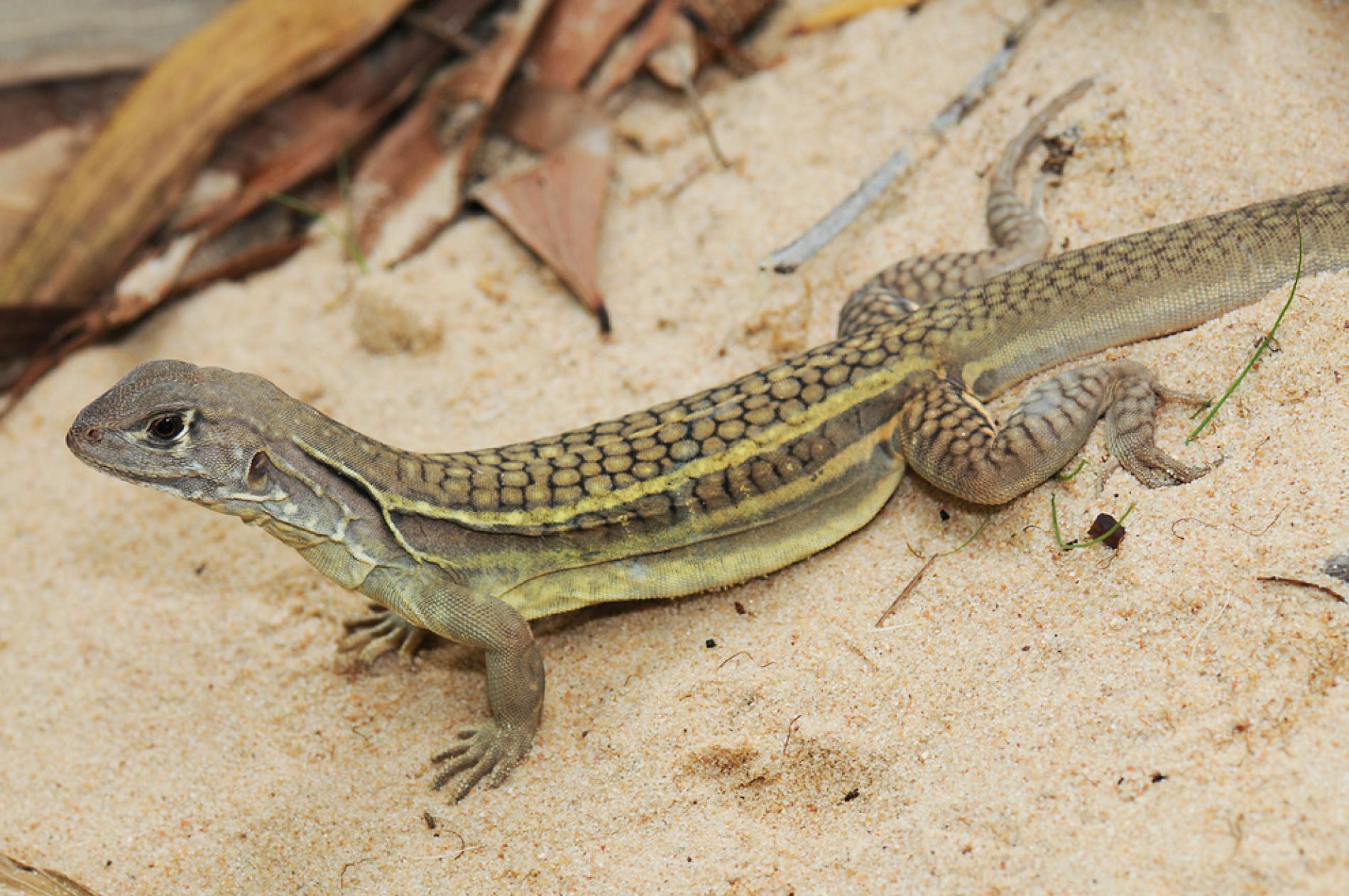 New Self-Cloning Lizard Found in Vietnam Restaurant