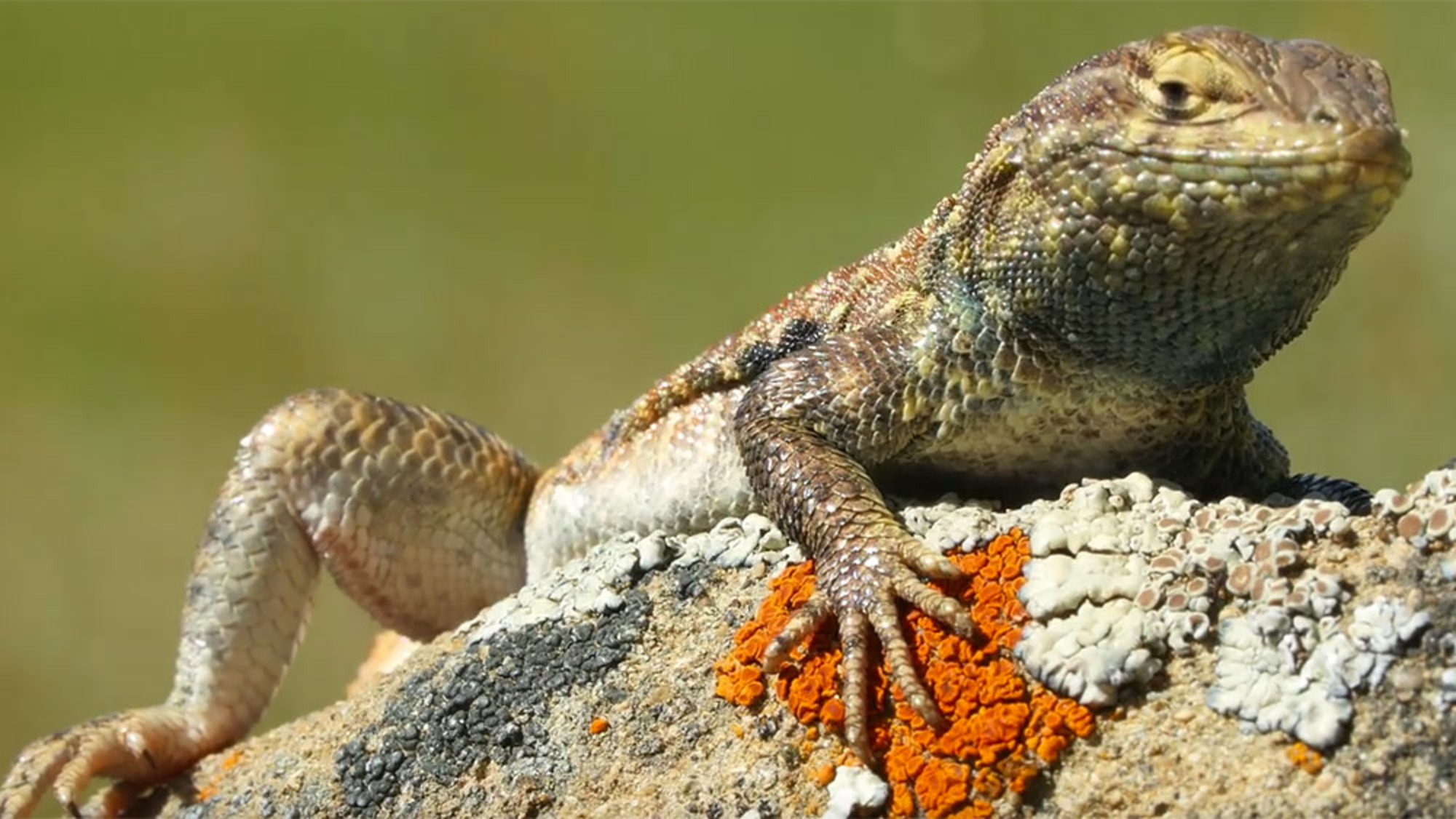 How multicoloured side-blotched lizards put game theory into ...