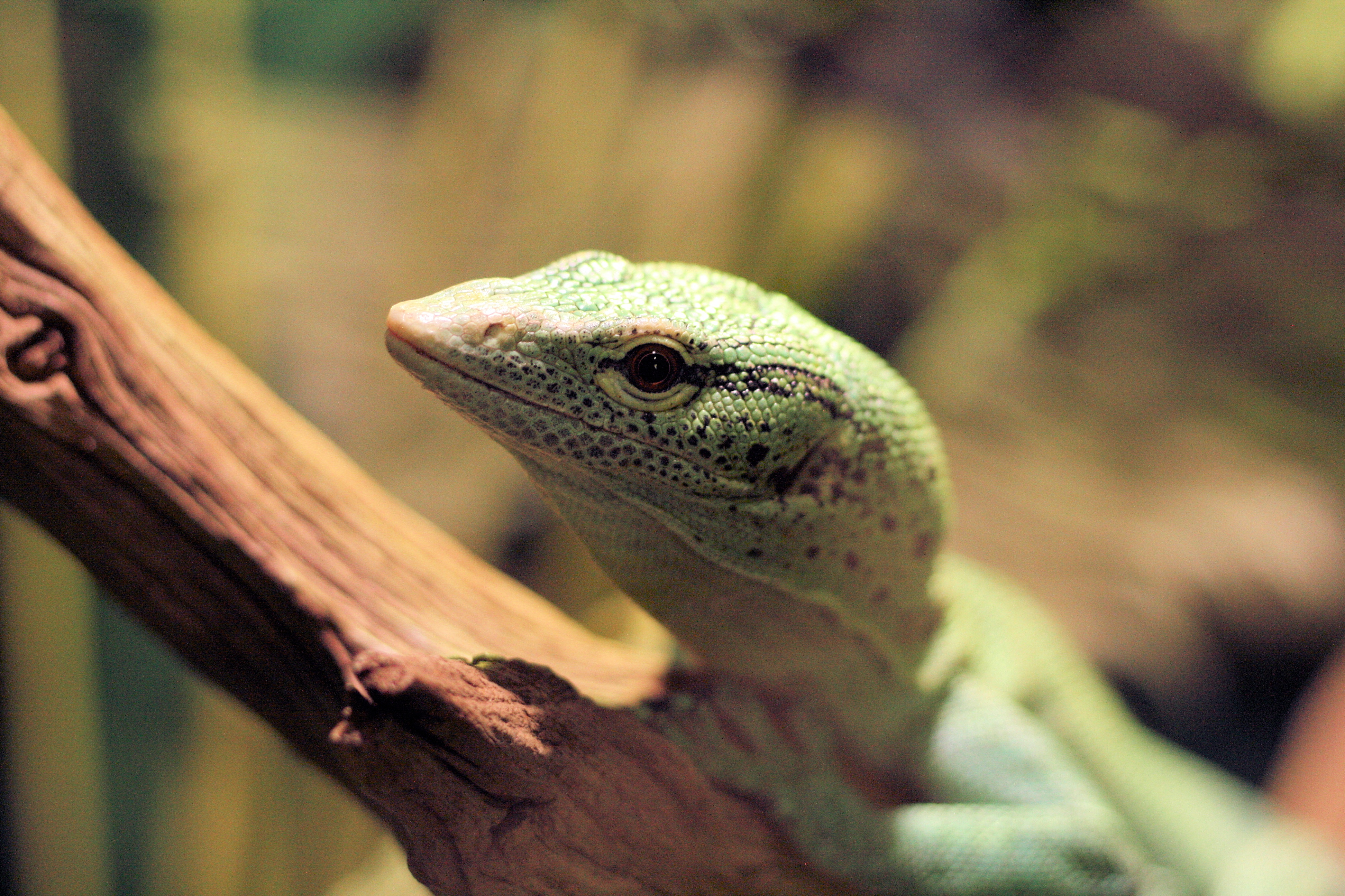Lizard, Head, Reptile, HQ Photo