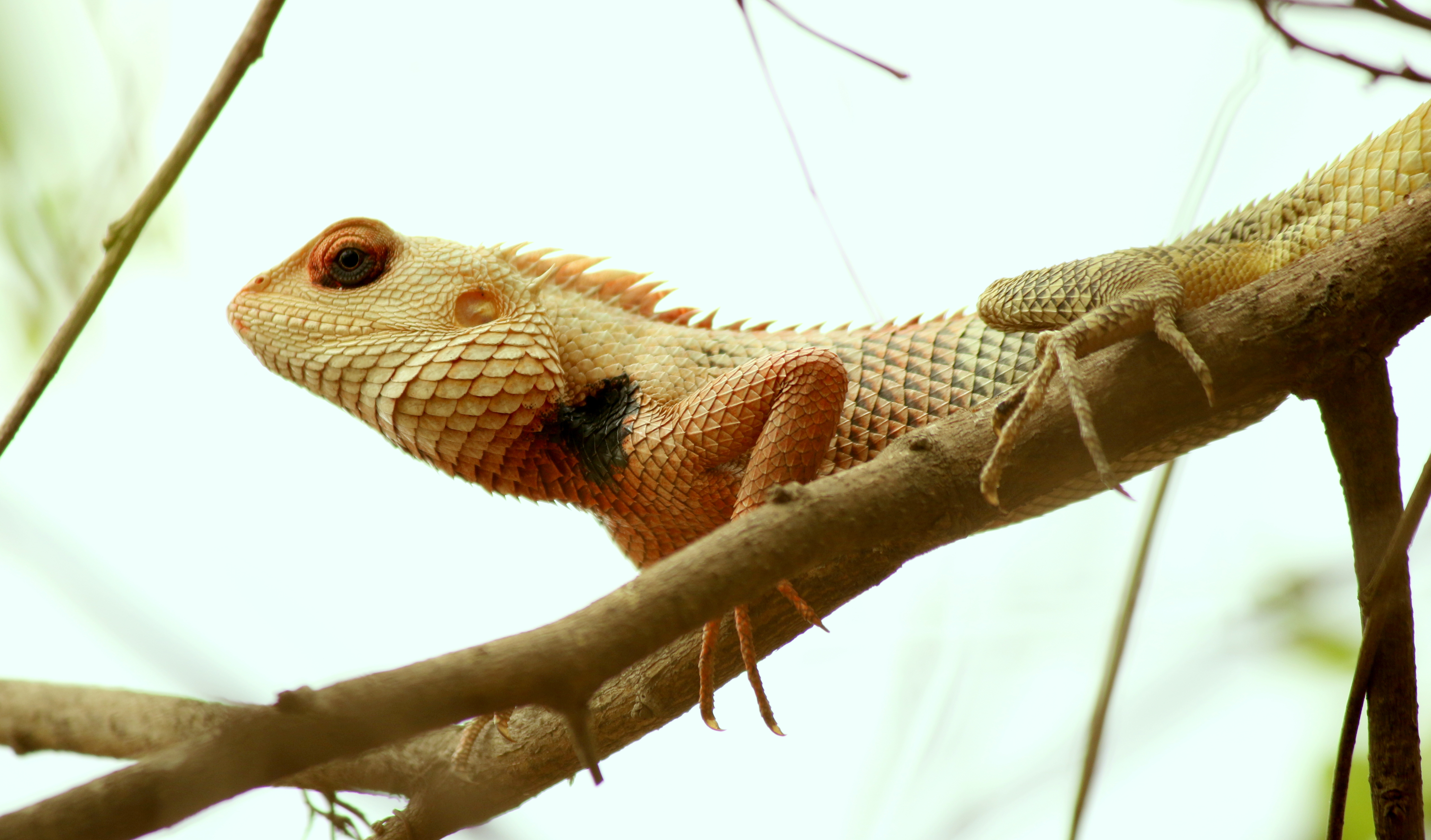 File:Lizard namely Oriental Garden Lizard.jpg - Wikimedia Commons