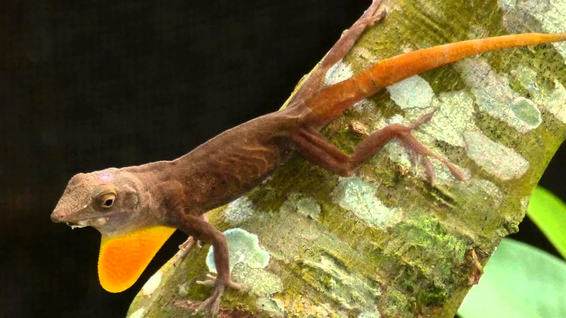 Common Jamaica Lizard - YouTube