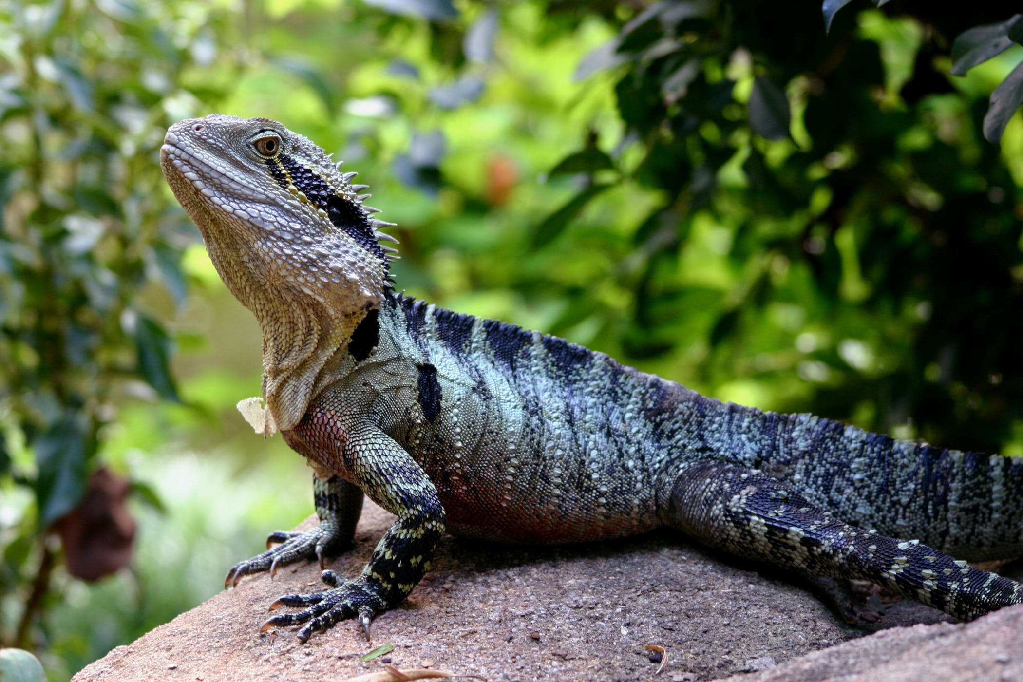 Abscesses in Reptiles - Symptoms, Causes, Diagnosis, Treatment ...