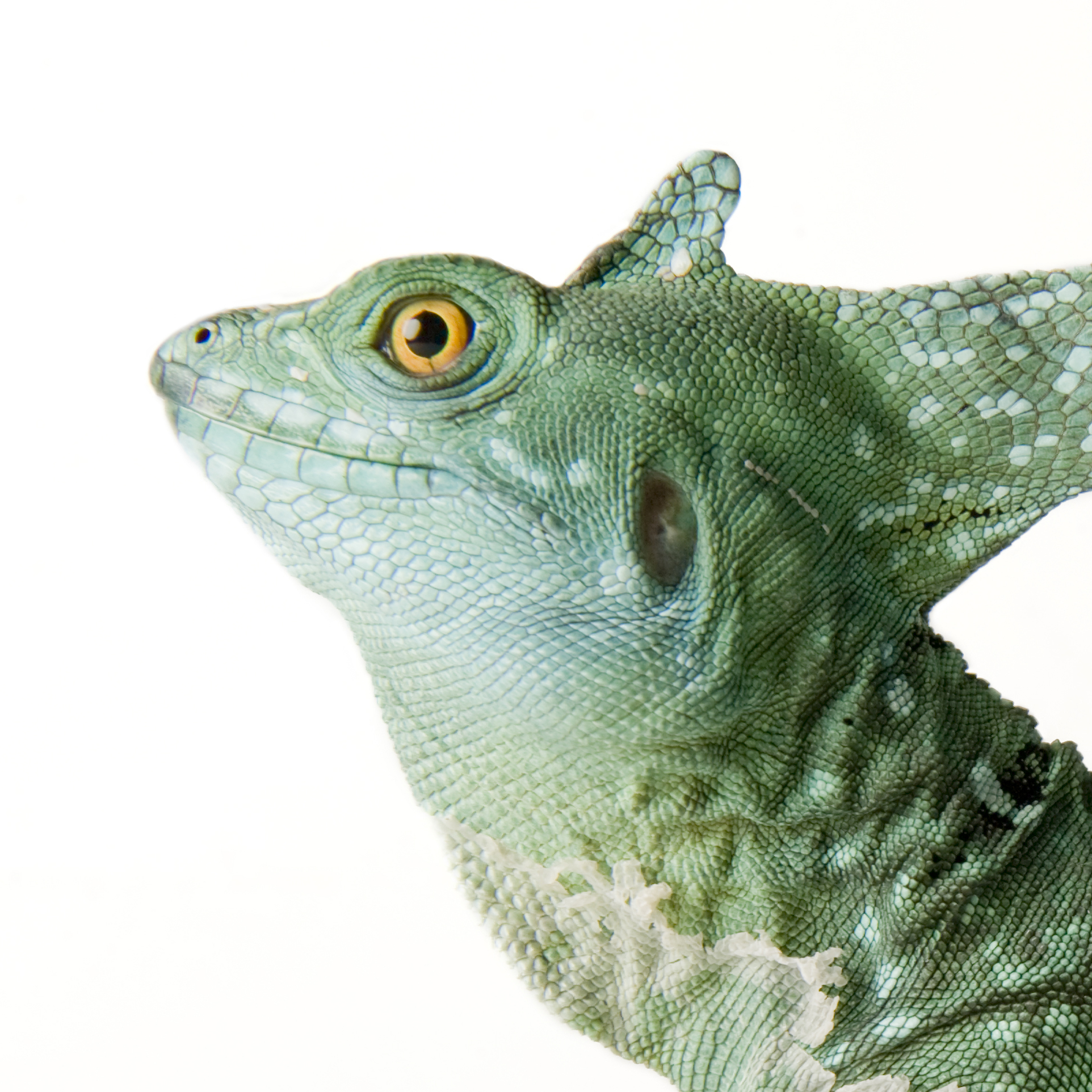 Green Basilisk Lizard | National Geographic