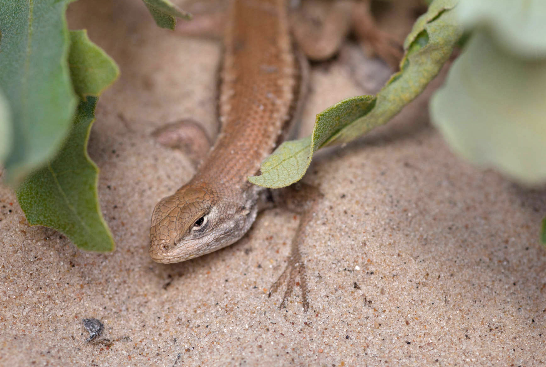 A tiny lizard is messing with mining stocks in the hottest oil ...