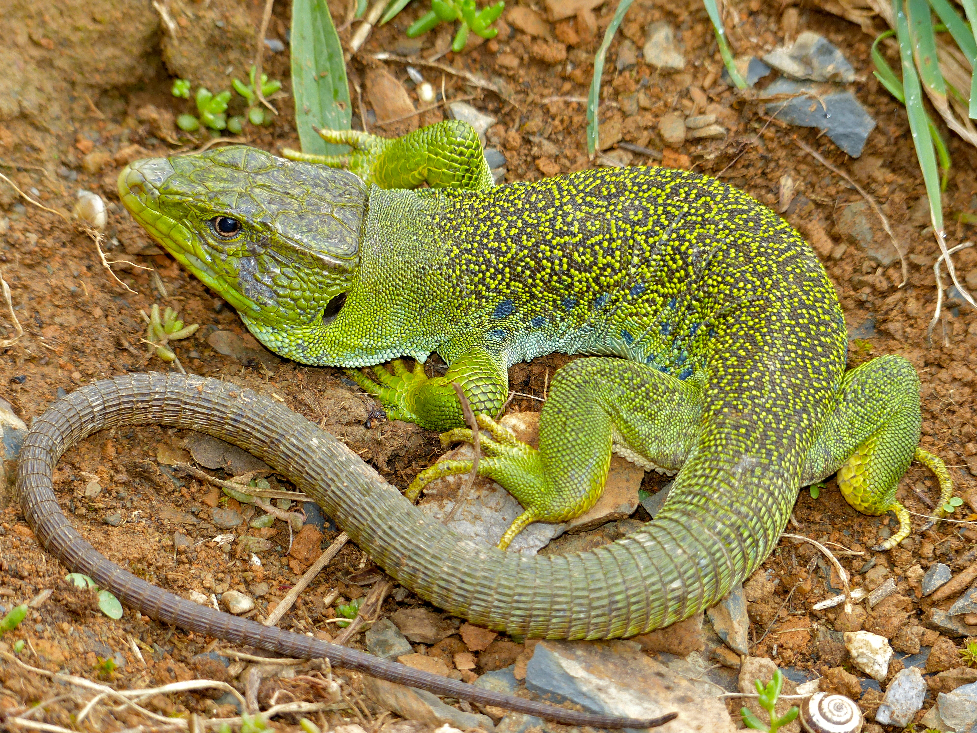 Ocellated lizard - Wikipedia