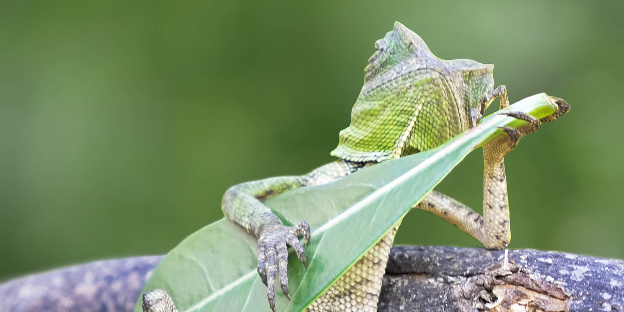 Coolest Lizard Ever Spends His Day Jammin' On A Leaf Guitar (UPDATED ...