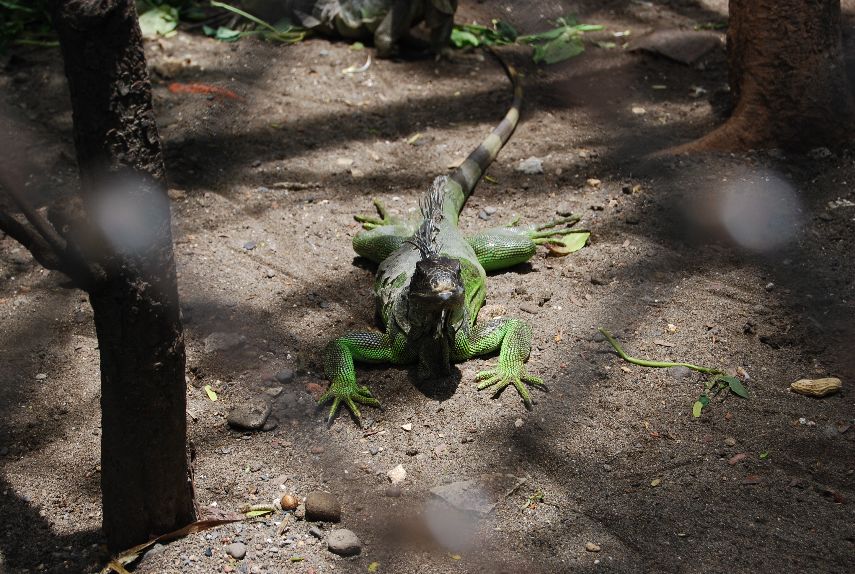 Lizard at surabaya zoo photo