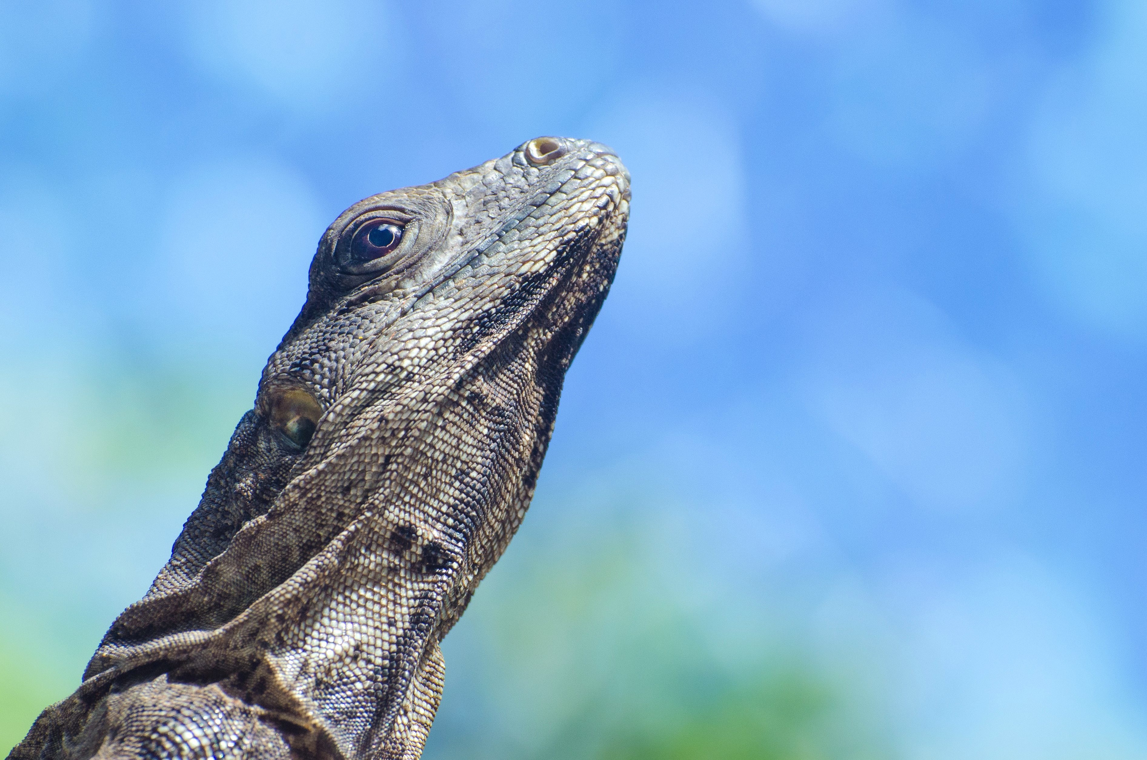 Free picture: iguana, lizard, head, reprile, animal, blue sky