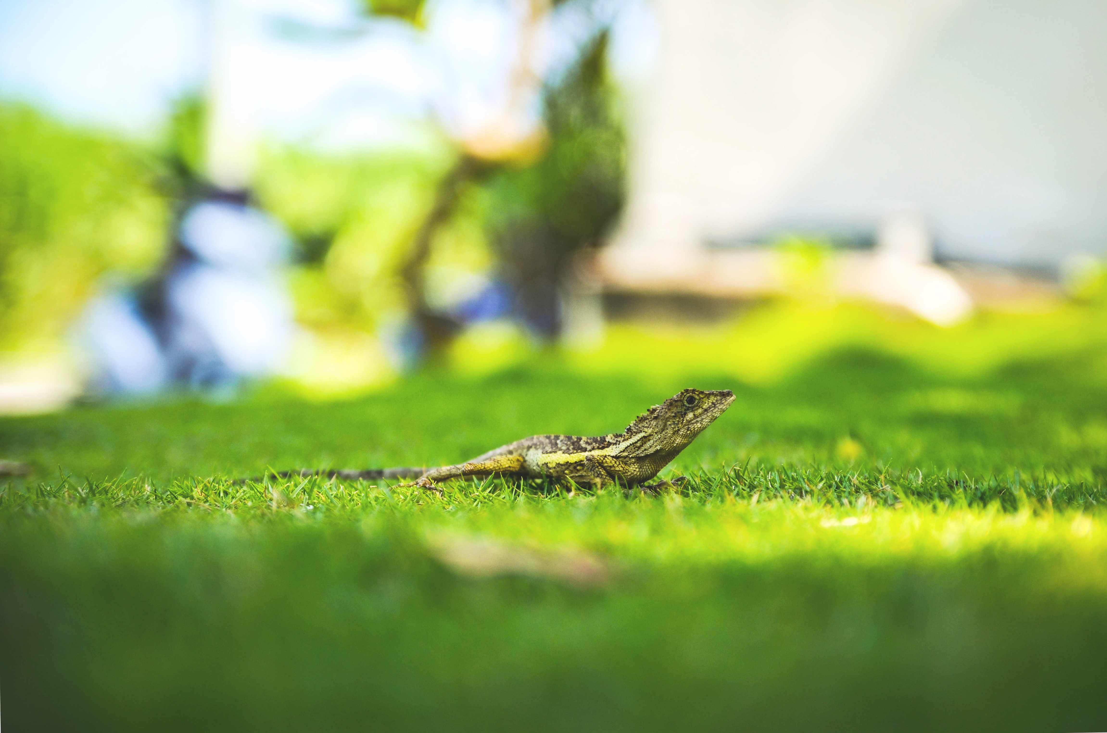 Lizard on grassy lawn photo