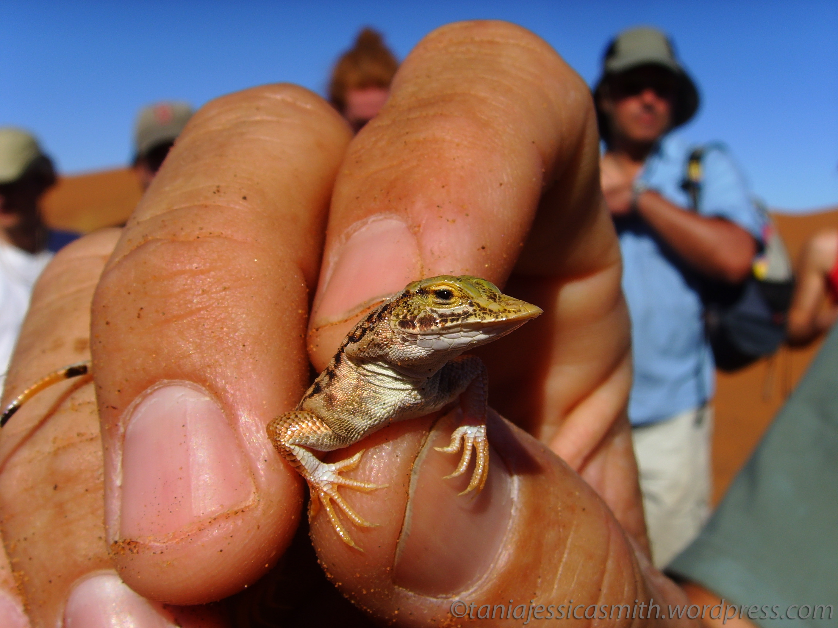 Lizard in Hand, Namibia | taniajessicasmith