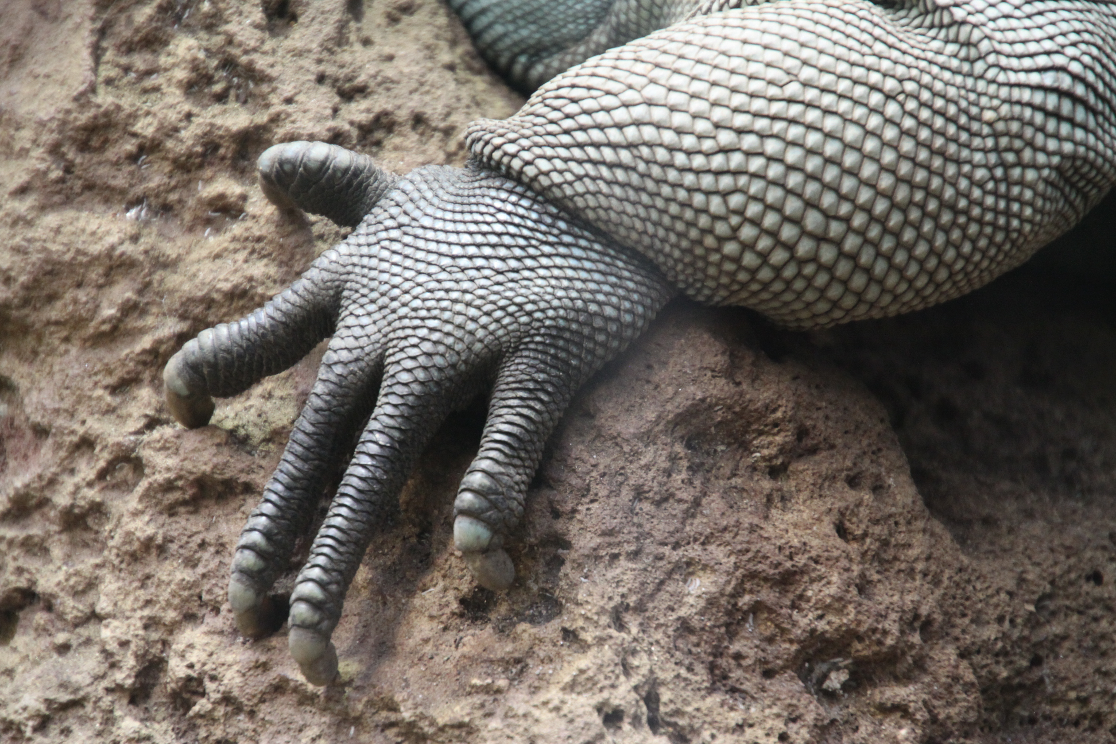 lizard hand | Creature Ref: Hands, Feet, Paws and Such | Pinterest ...