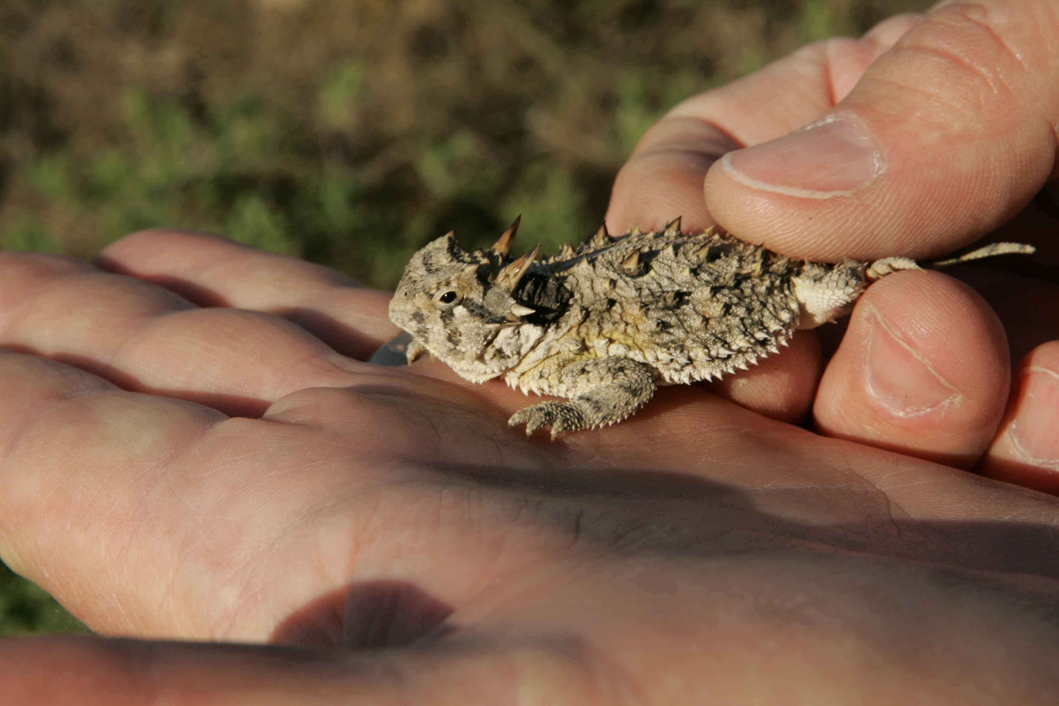 File:Texas horned lizard phrynosoma cornutum fits in the palm of ...