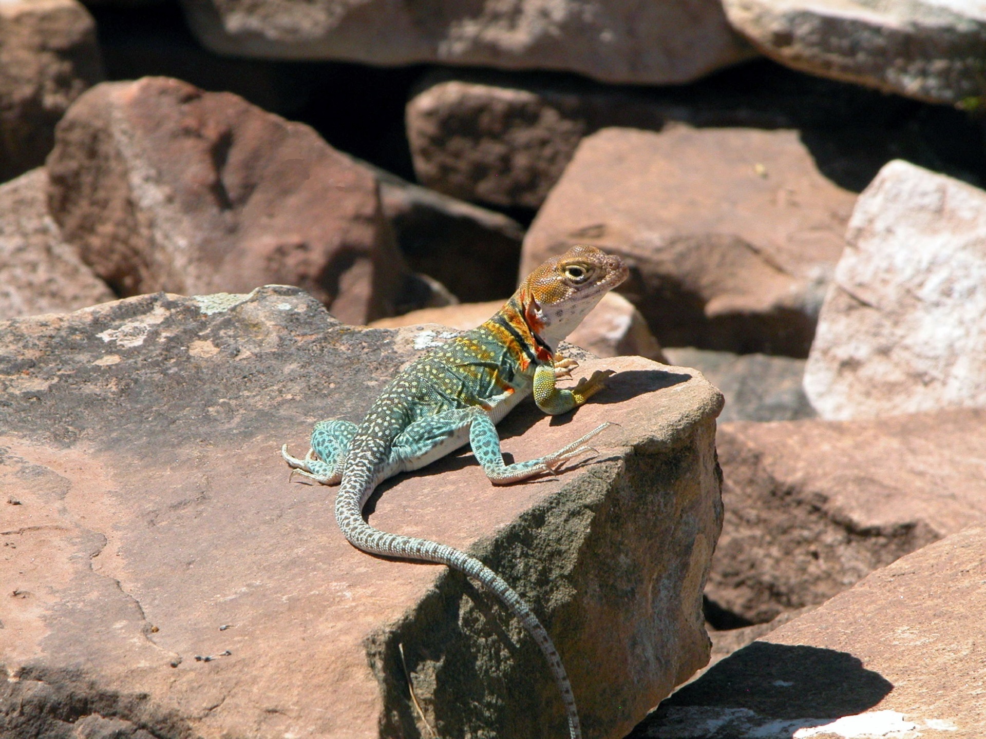 Lizard on the rock photo
