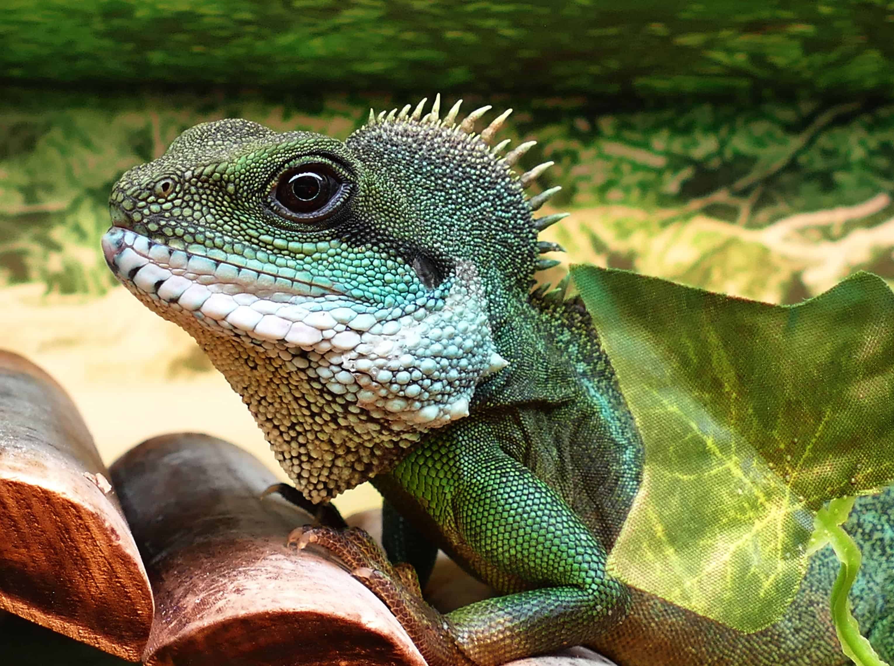 Free picture: reptile, nature, lizard, wildlife, iguana, dragon, eye