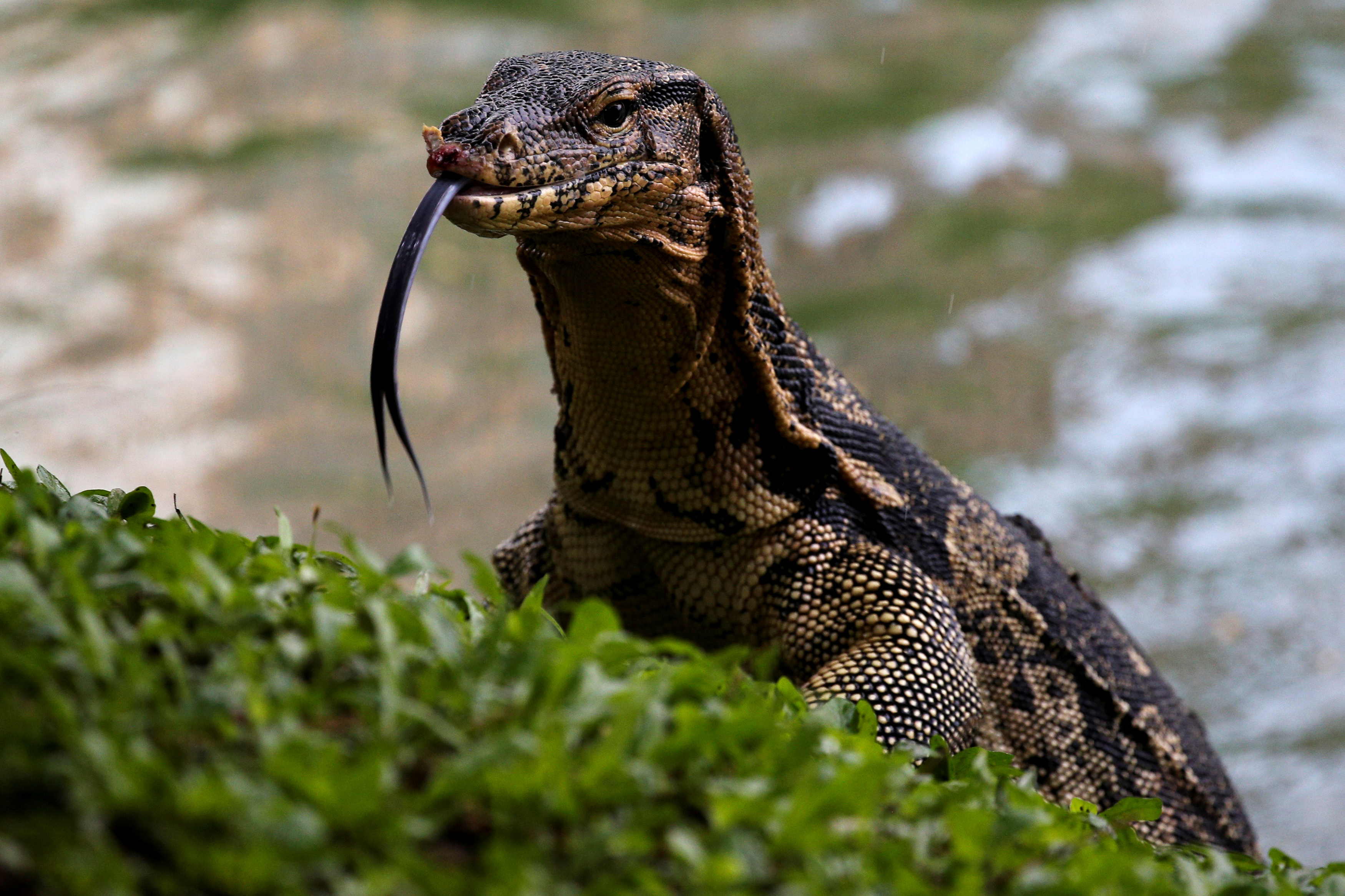 Monitor Lizards in This Bangkok Park Are Out of Control | Time