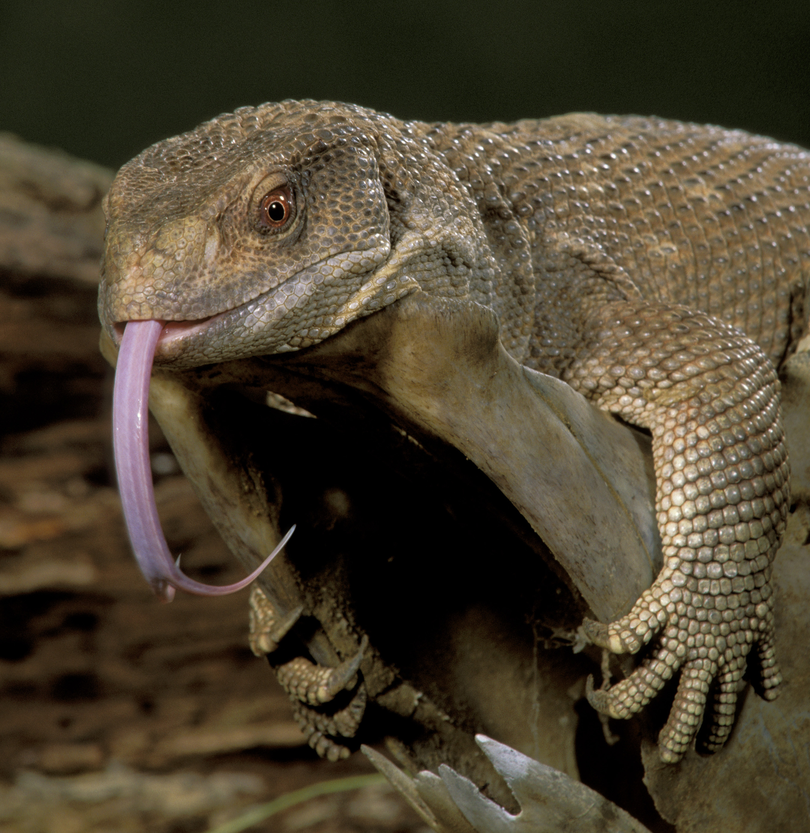 The mystery of lizard breath: One-way airflow may be 270 million ...