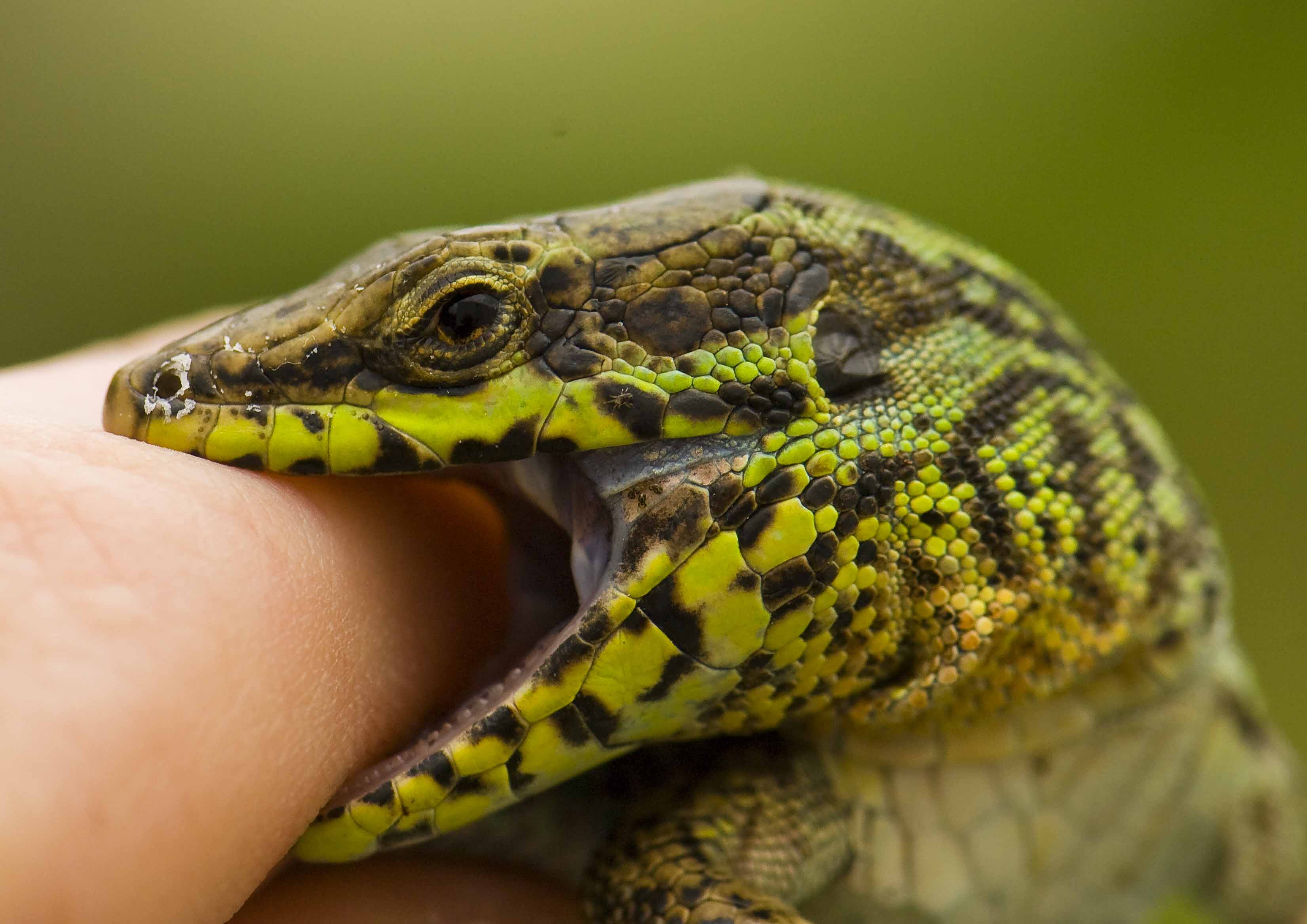 Bite force: why islanders become giants among lizards | EcoTone ...