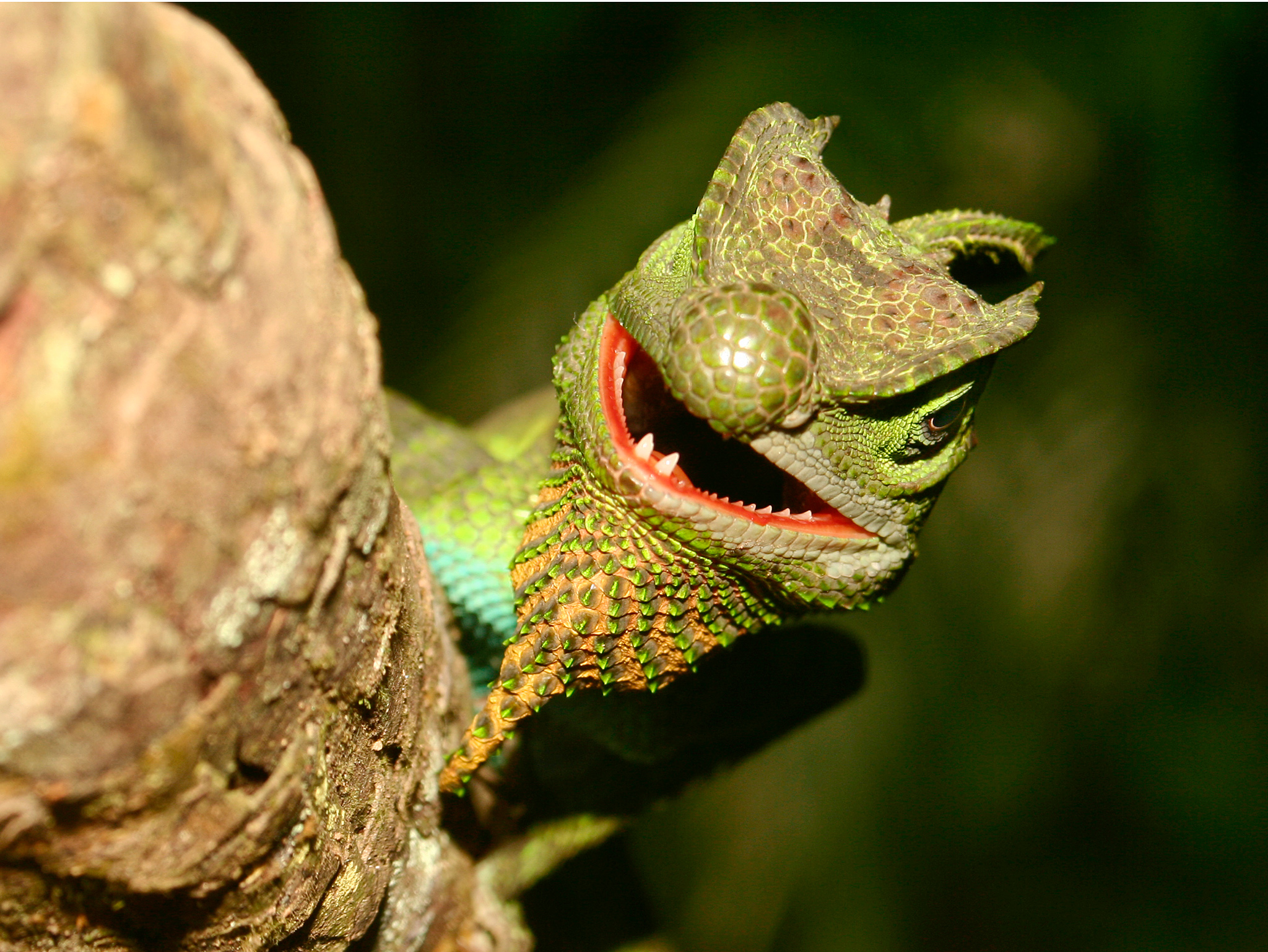 Rare Horned Lizards of Sri Lanka Revealed – National Geographic Blog