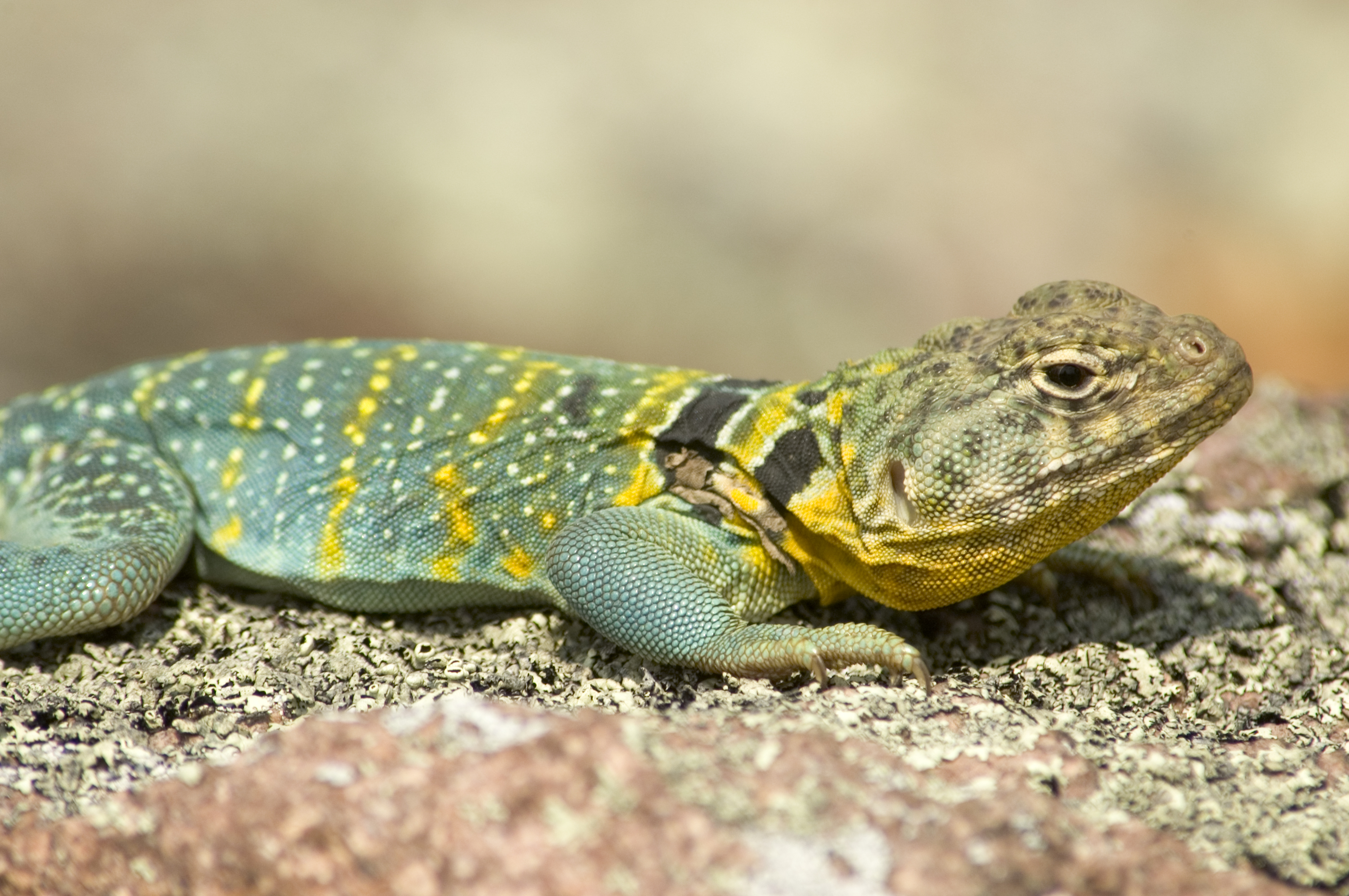 Wild lizard photo