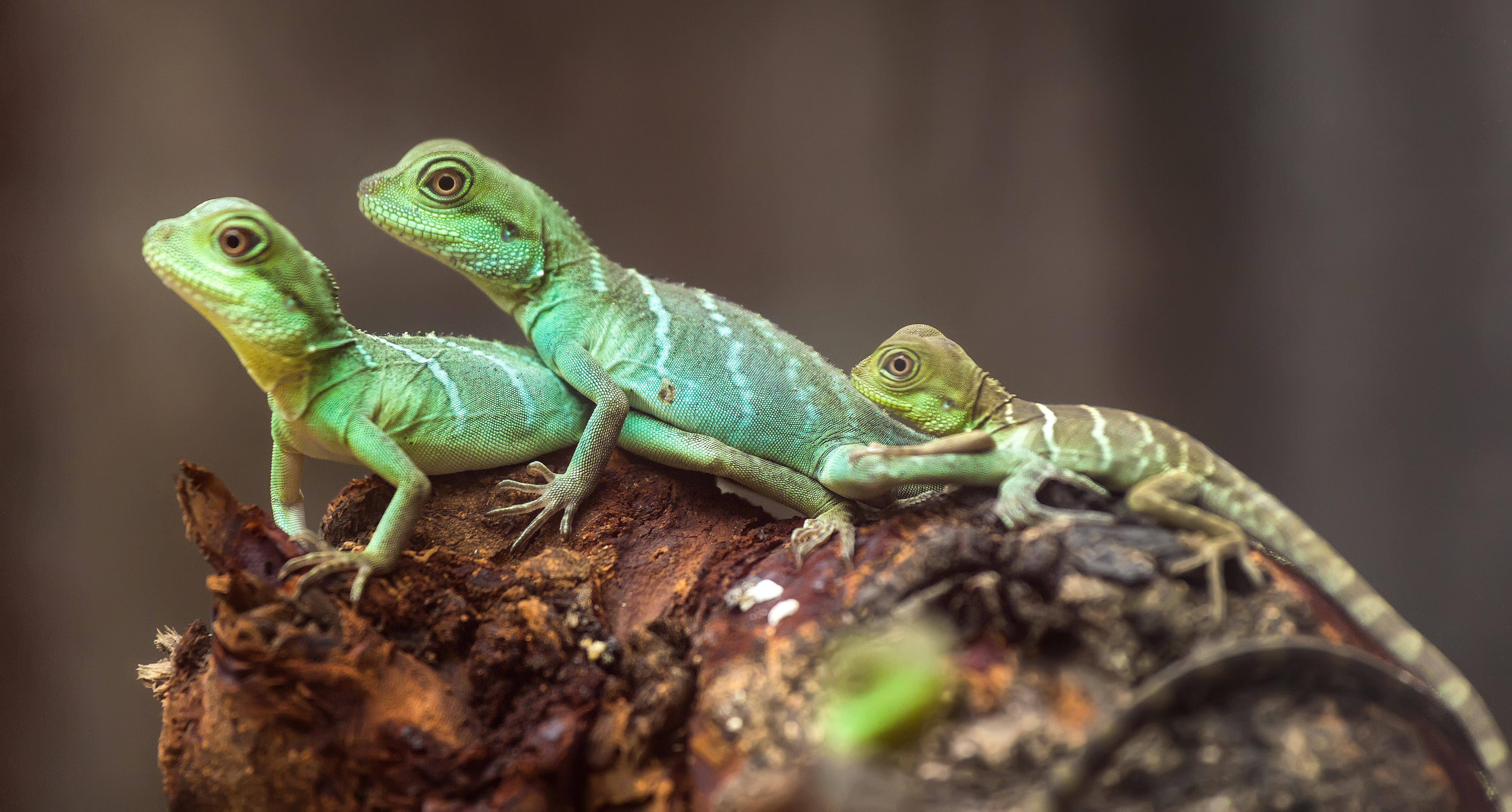 Lizards: Fun Facts and 6 Basic Information - PestWiki